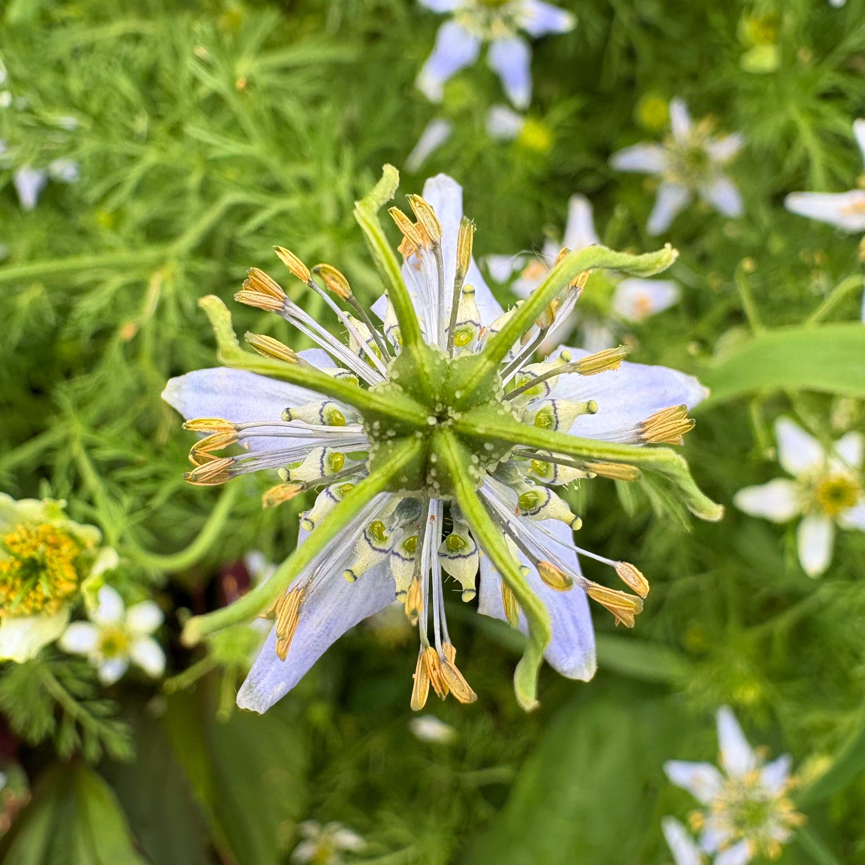 Black Seed for Luminous Skin
