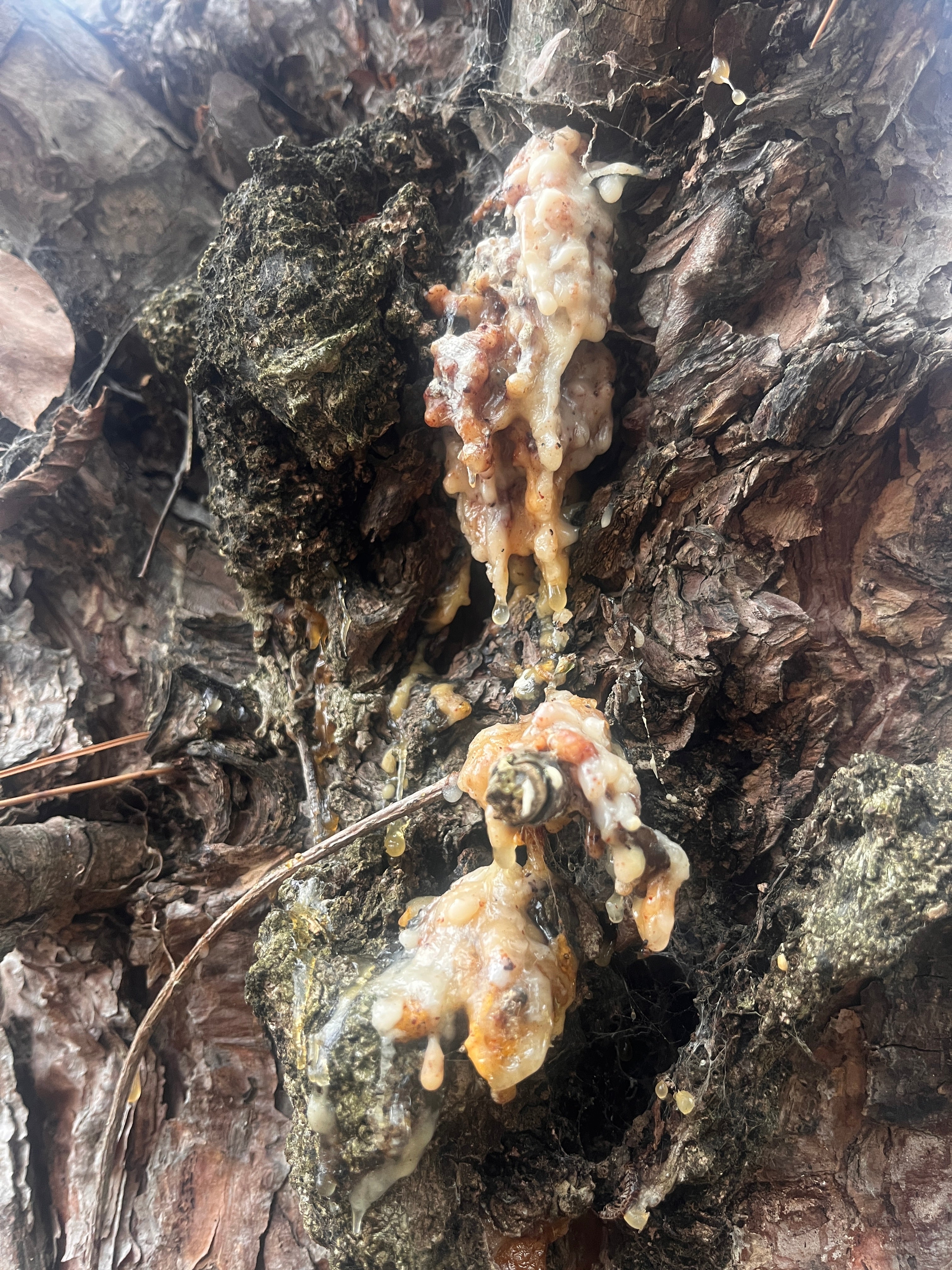 Healing from the Tears of Trees: A Closer Look at Tree Resins