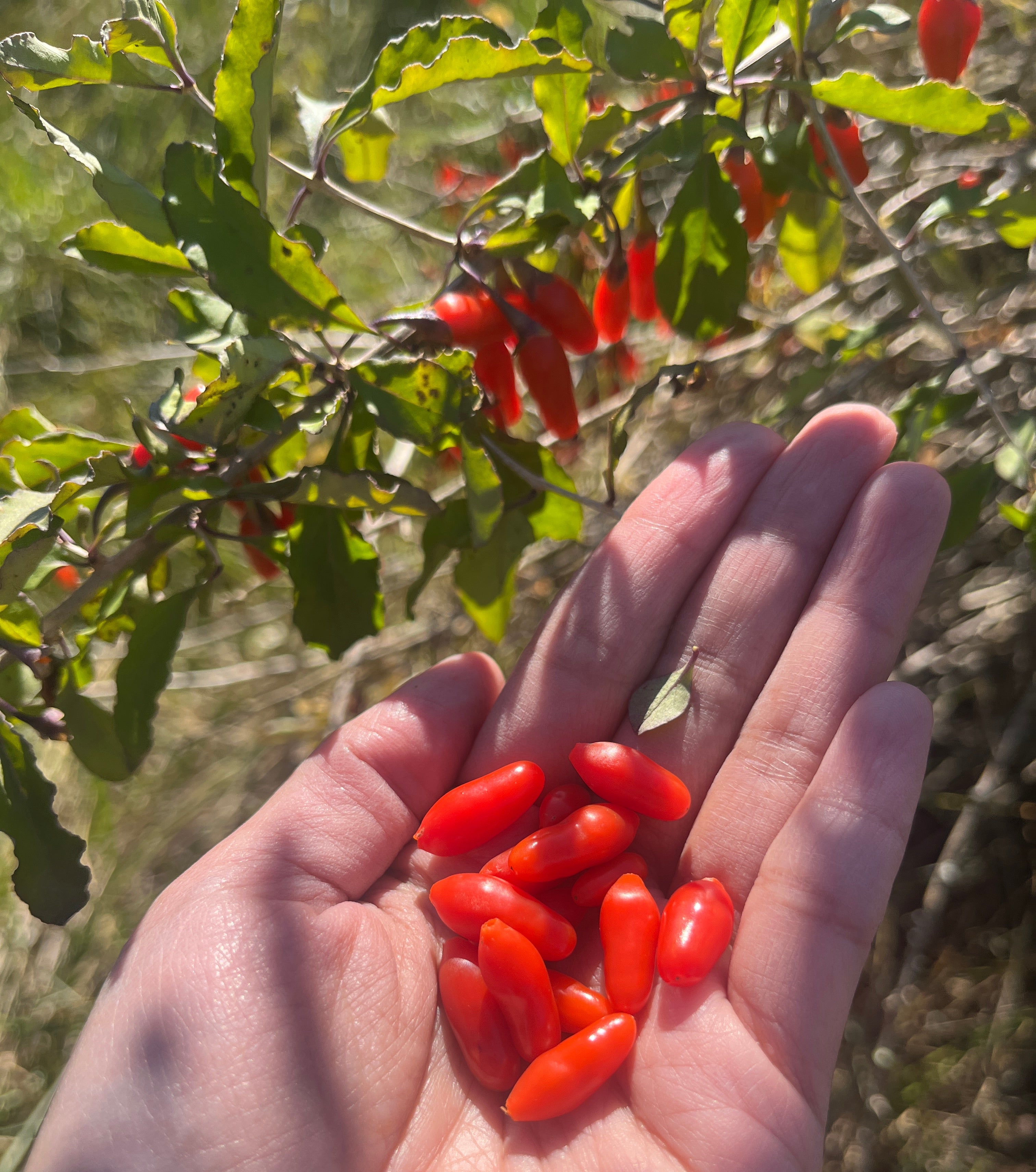 GOJI BERRIES