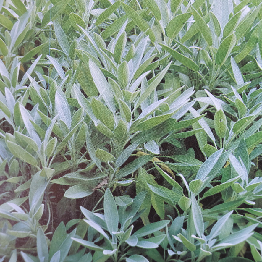 From the Garden to the Table: Growing & Cooking with Herbs