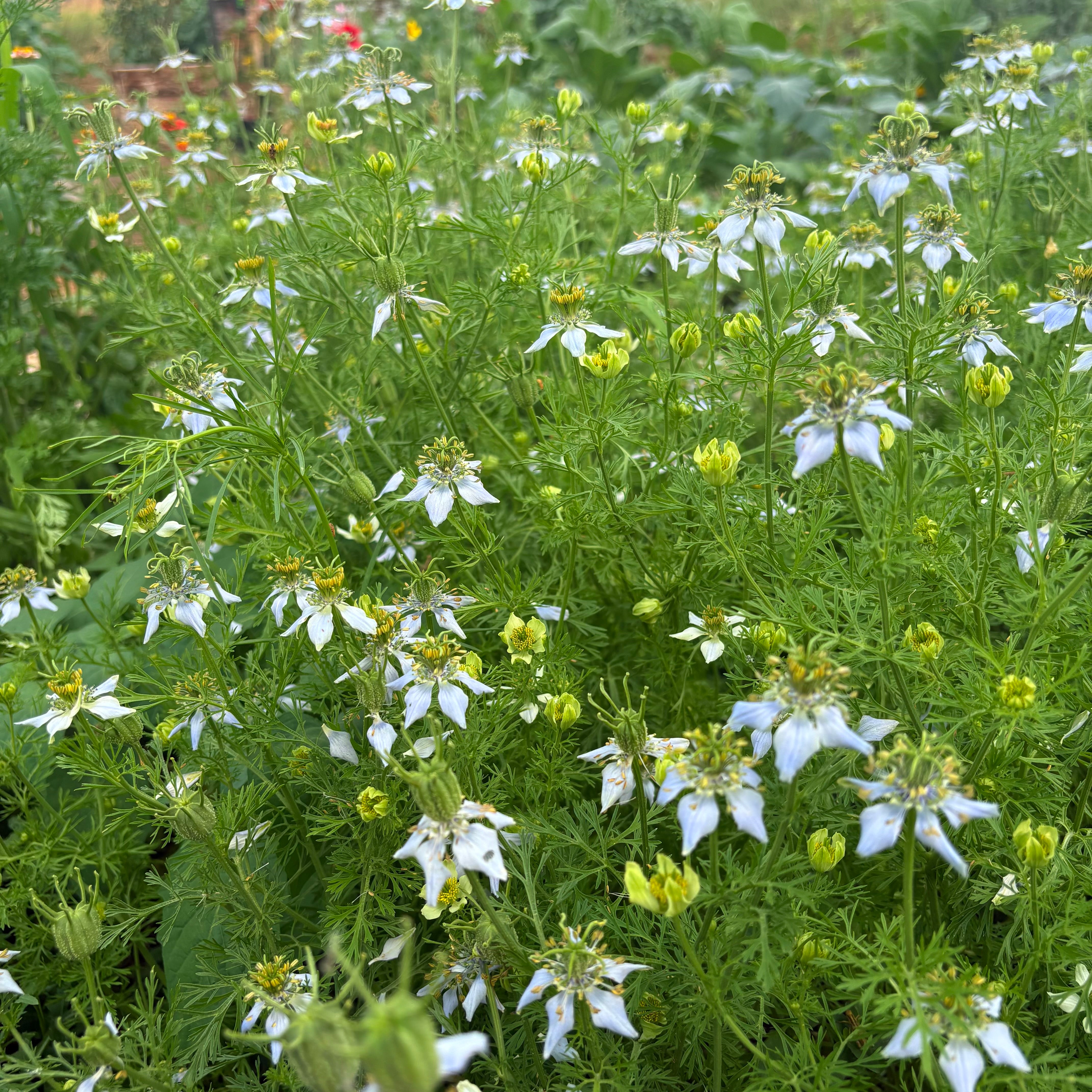 Black seed growing at Immaculata Herb Farm