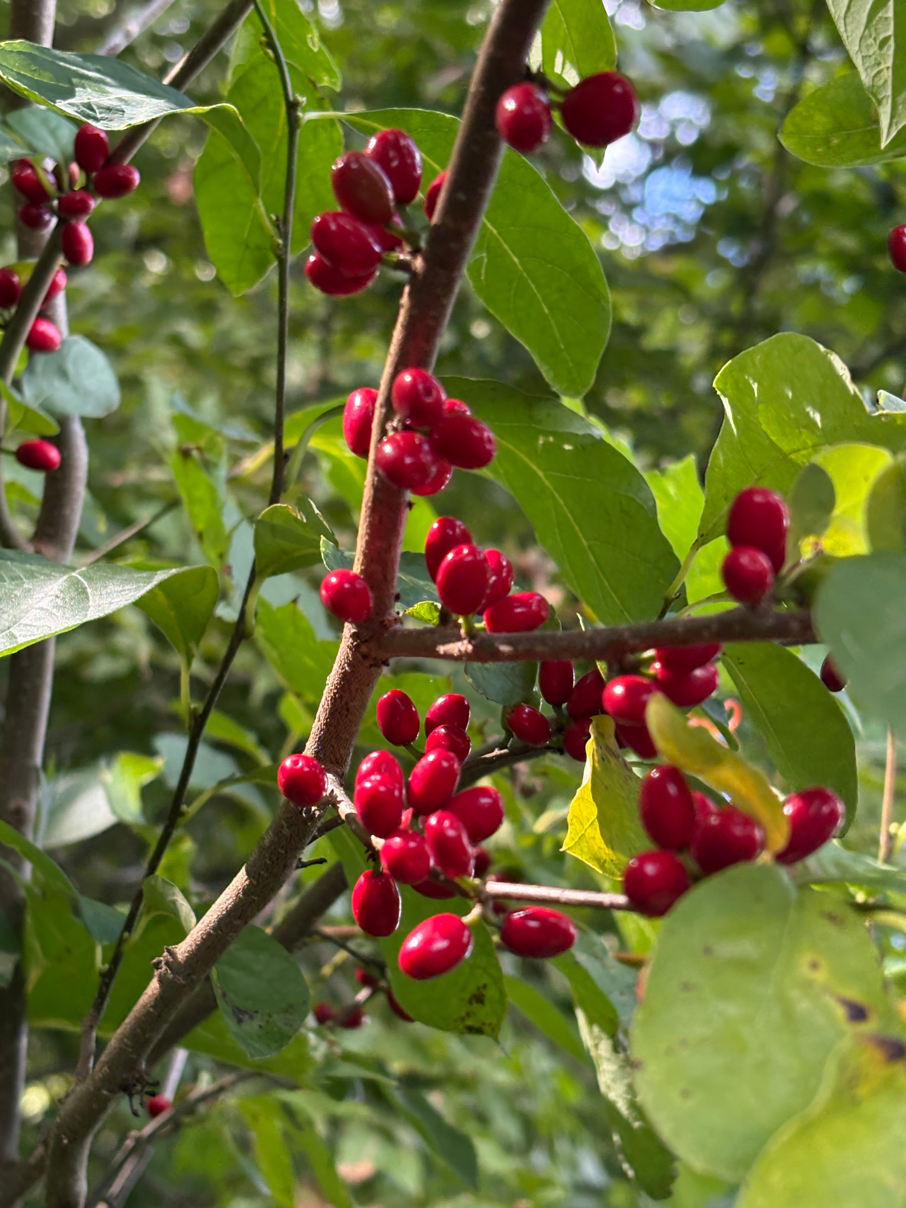 SPICE BUSH LEAF AND TWIG