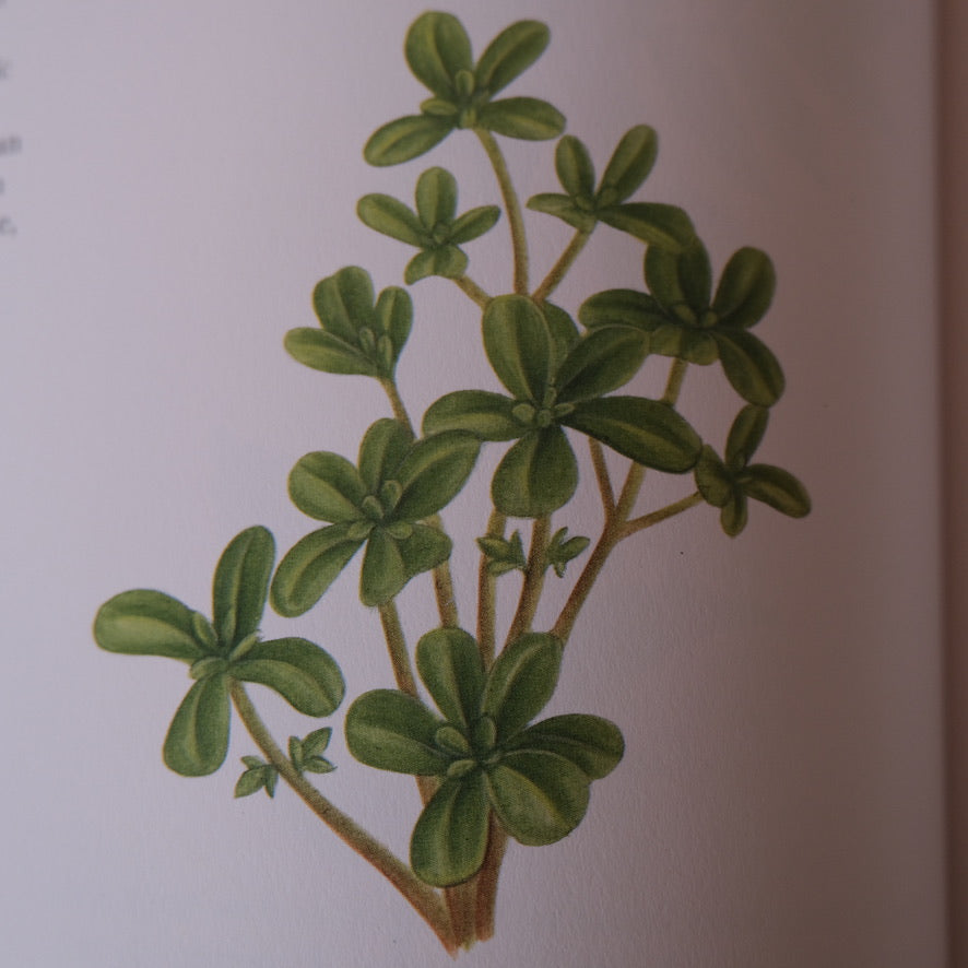 An Illustrated Guide to Herbs by Anna Kruger