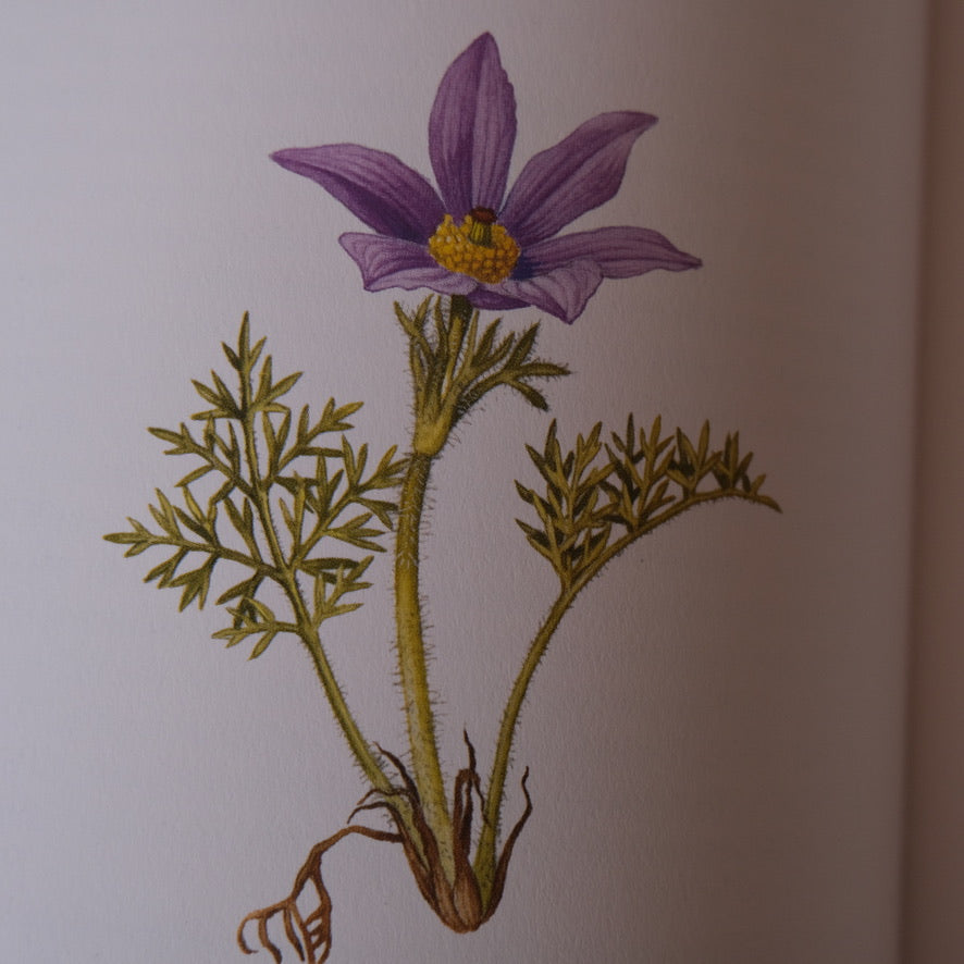 An Illustrated Guide to Herbs by Anna Kruger