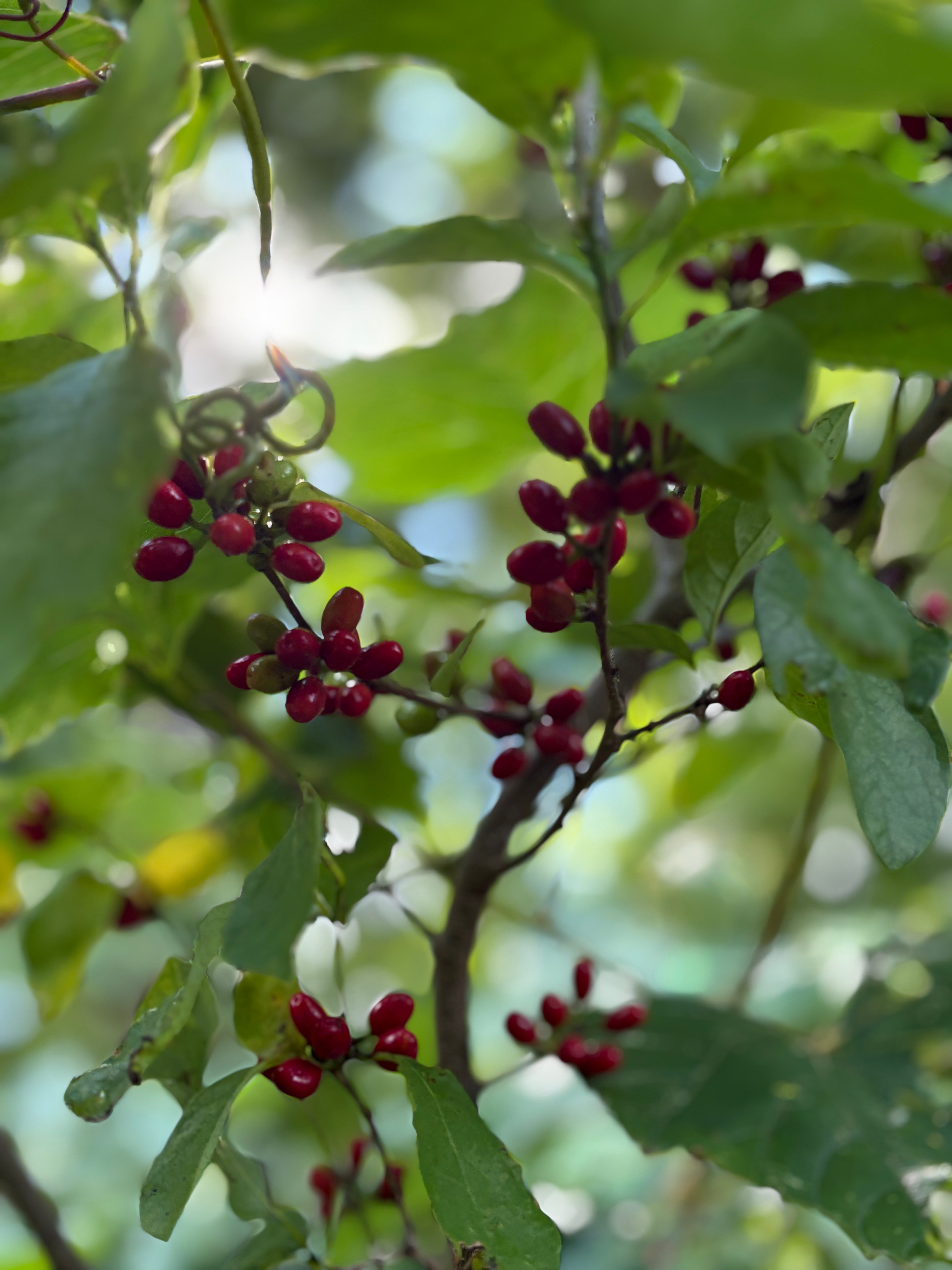 SPICE BUSH LEAF AND TWIG