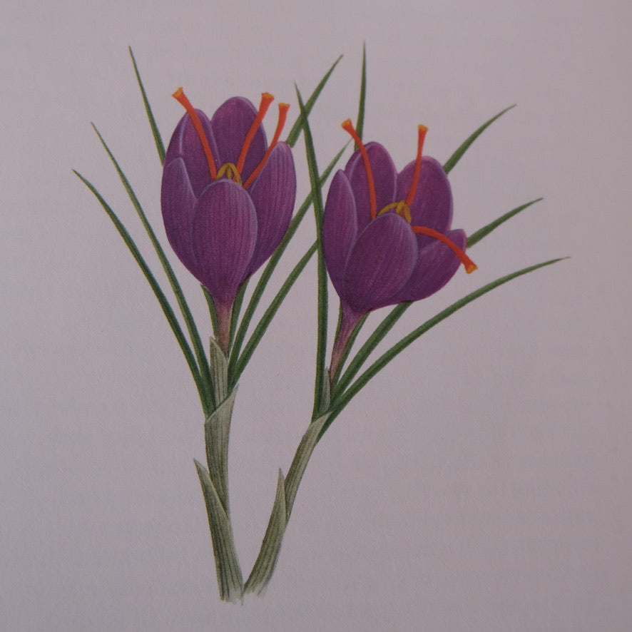 An Illustrated Guide to Herbs by Anna Kruger