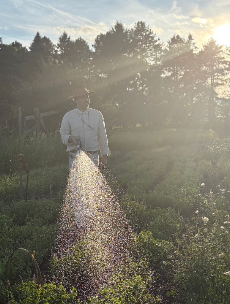 HOLY BASIL
