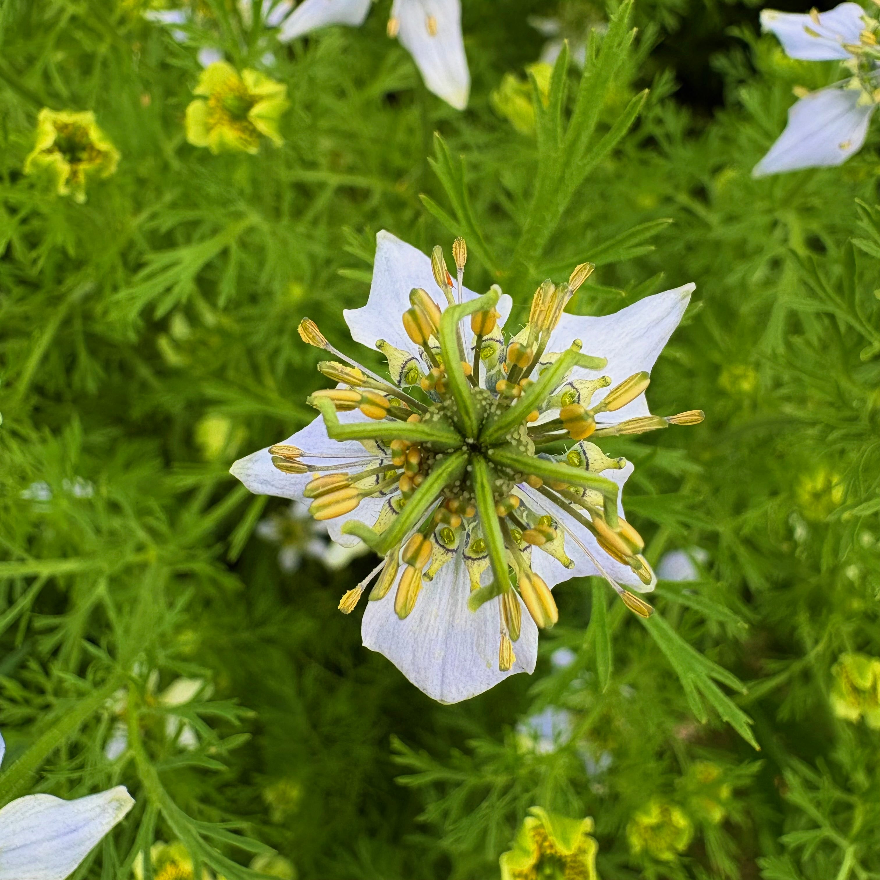 Black seed growing at Immaculata Herb Farm