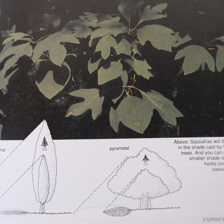 HERBS: RODALE'S SUCCESSFUL ORGANIC GARDENING