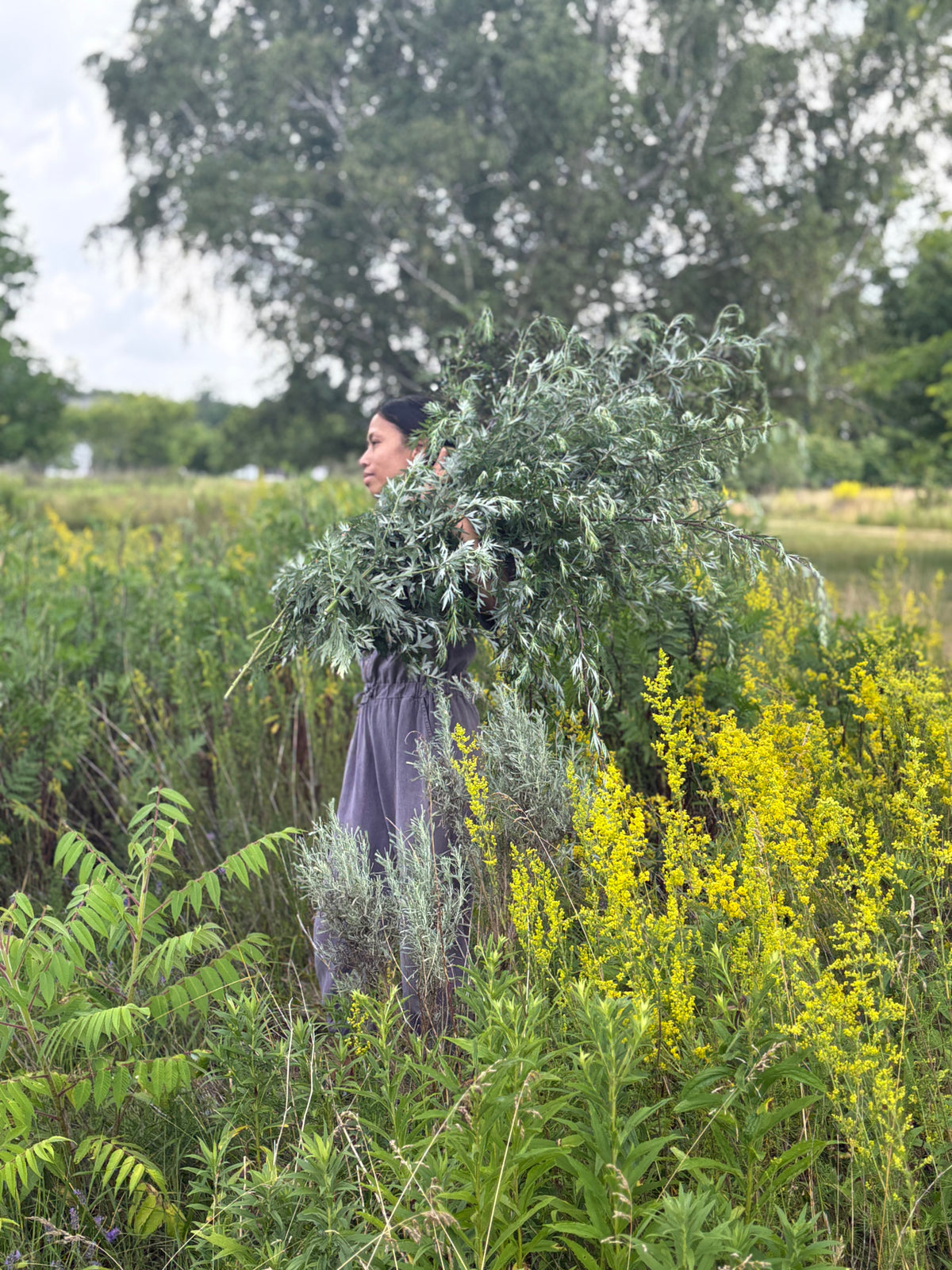 MUGWORT