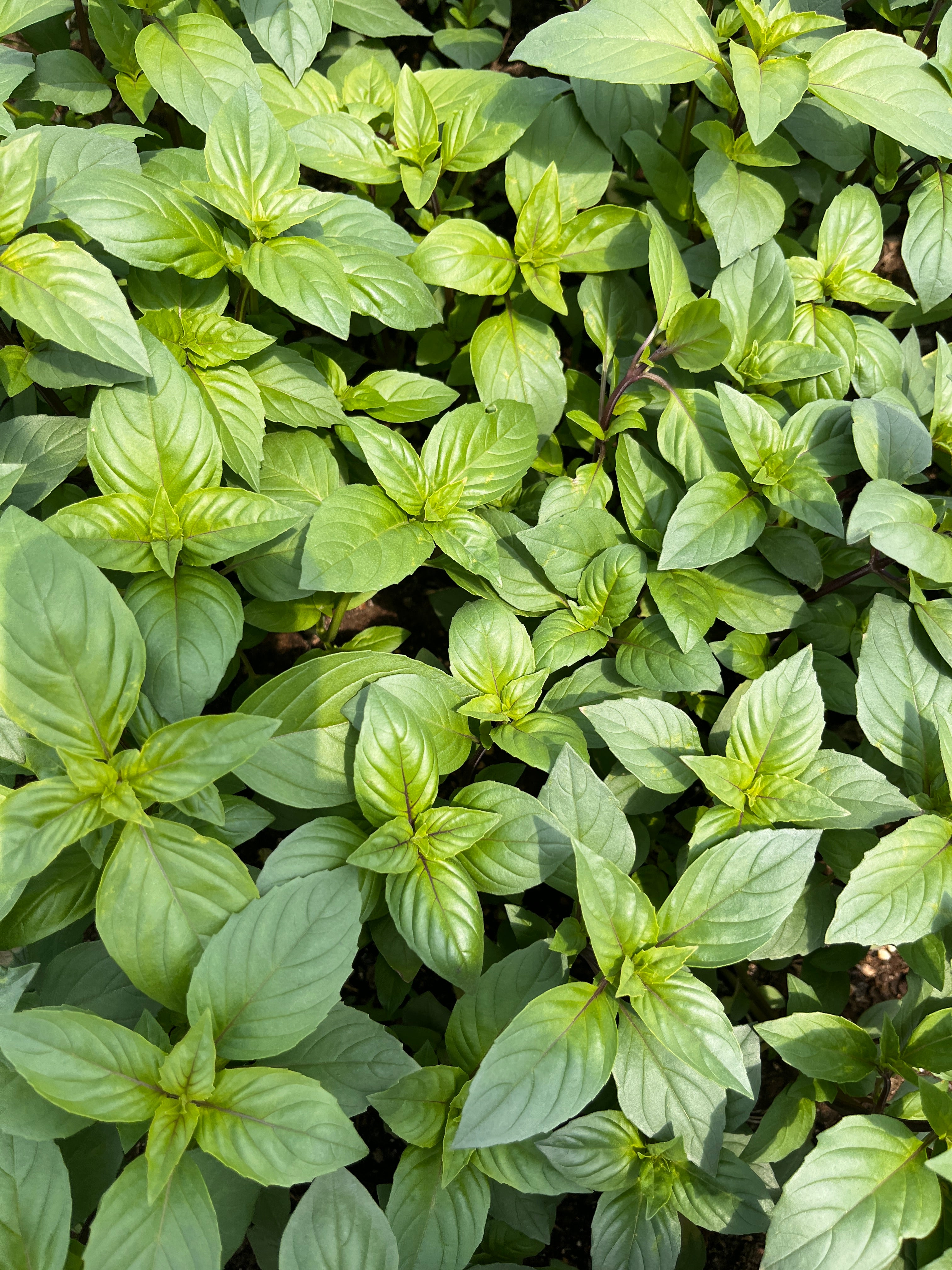 Close-up of a dense cluster of green basil leaves