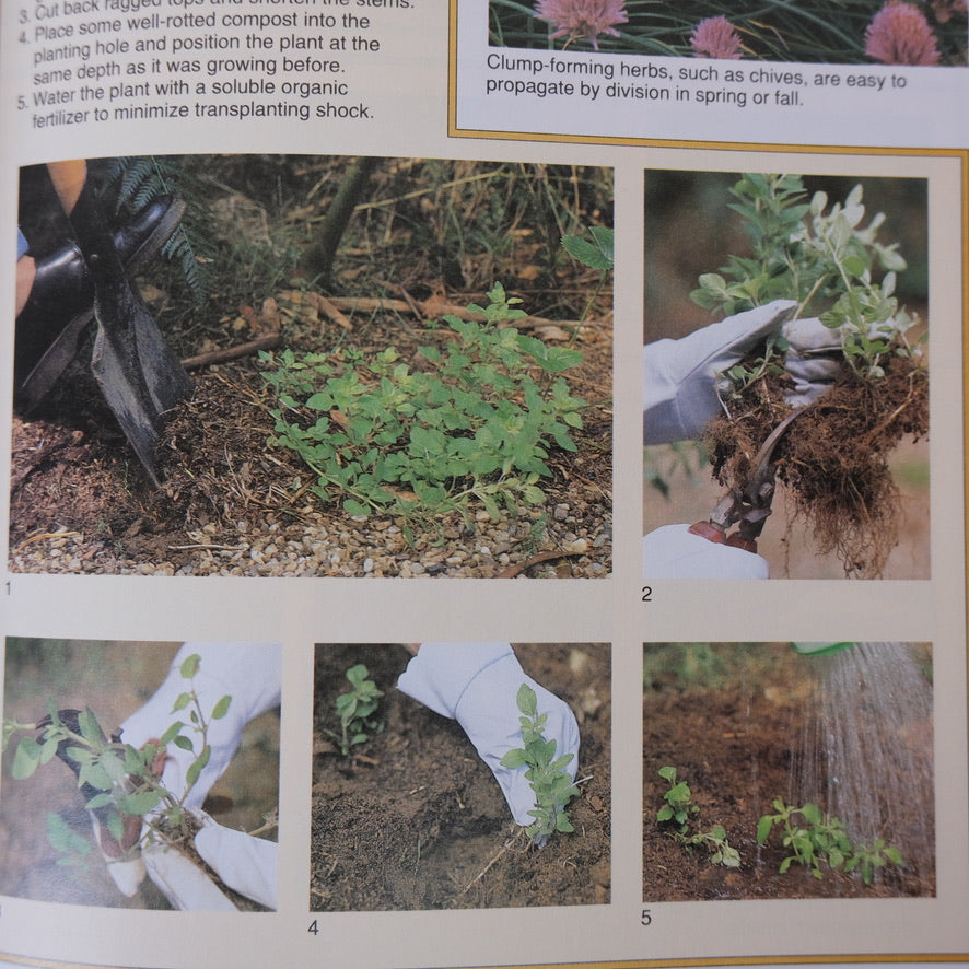 HERBS: RODALE'S SUCCESSFUL ORGANIC GARDENING