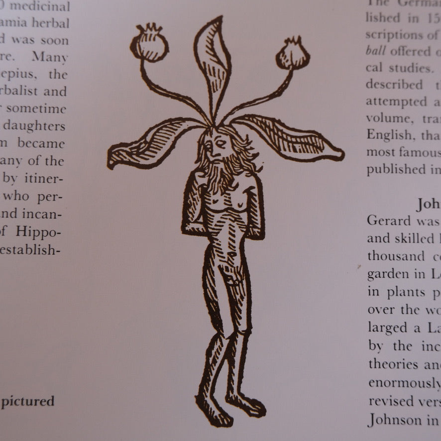 An Illustrated Guide to Herbs by Anna Kruger