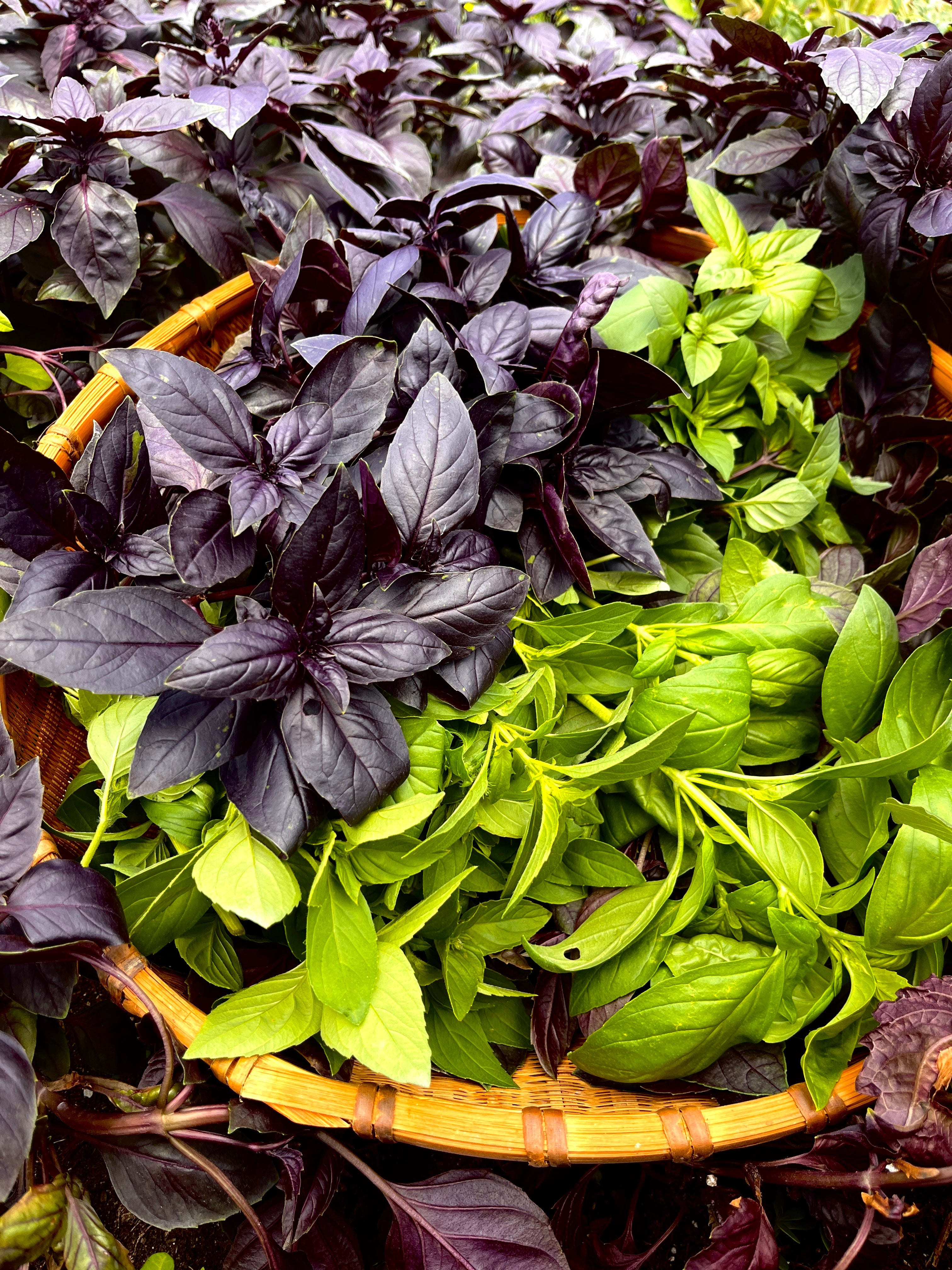 Basket filled with purple and green basil leaves