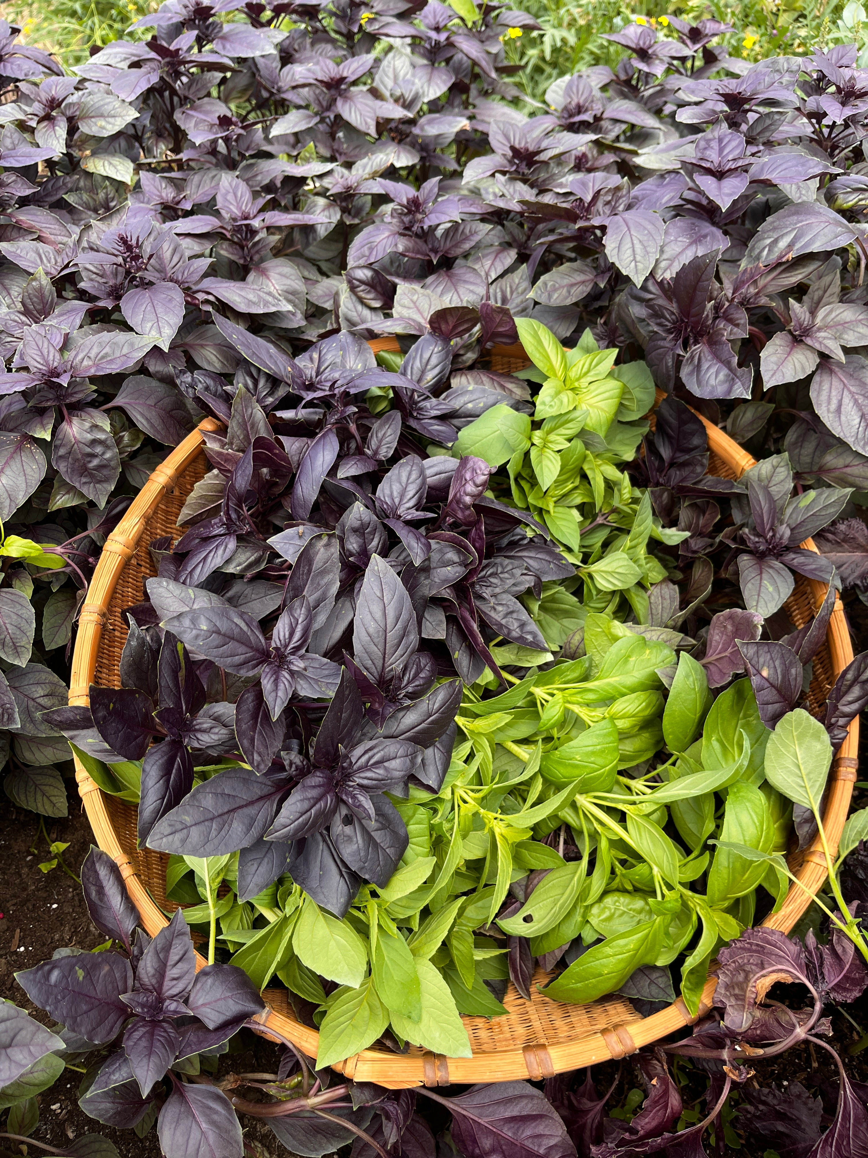 Basket of fresh basil leaves with purple and green varieties.