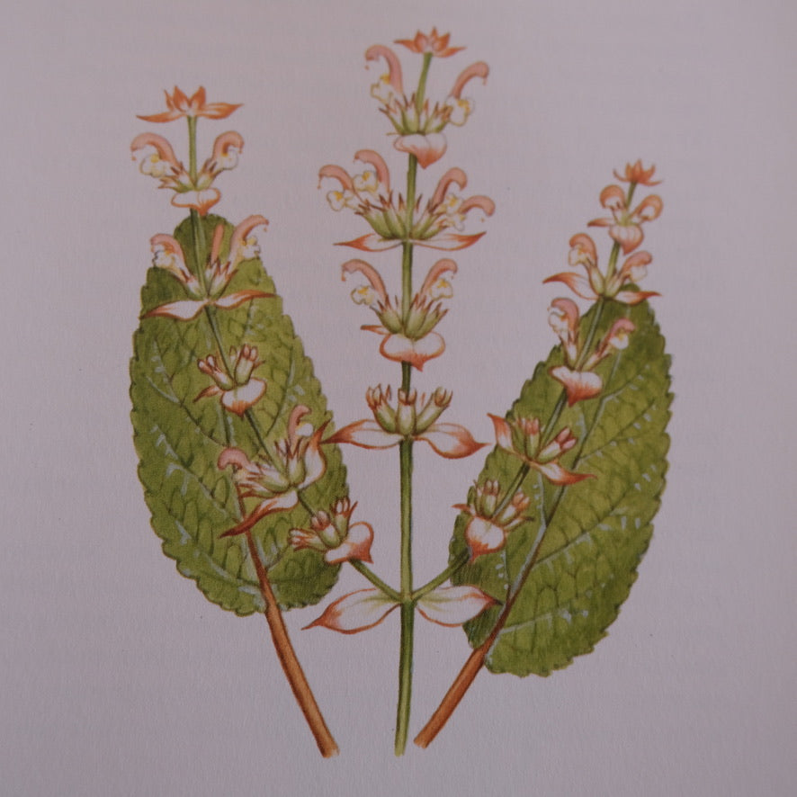 An Illustrated Guide to Herbs by Anna Kruger