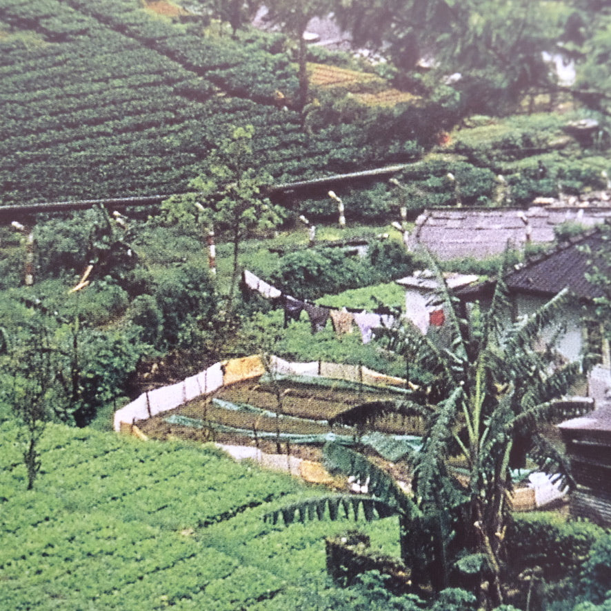 Tea, Exotic Flavors and Aromas