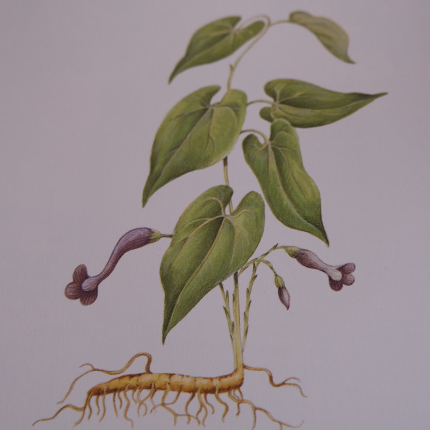 An Illustrated Guide to Herbs by Anna Kruger