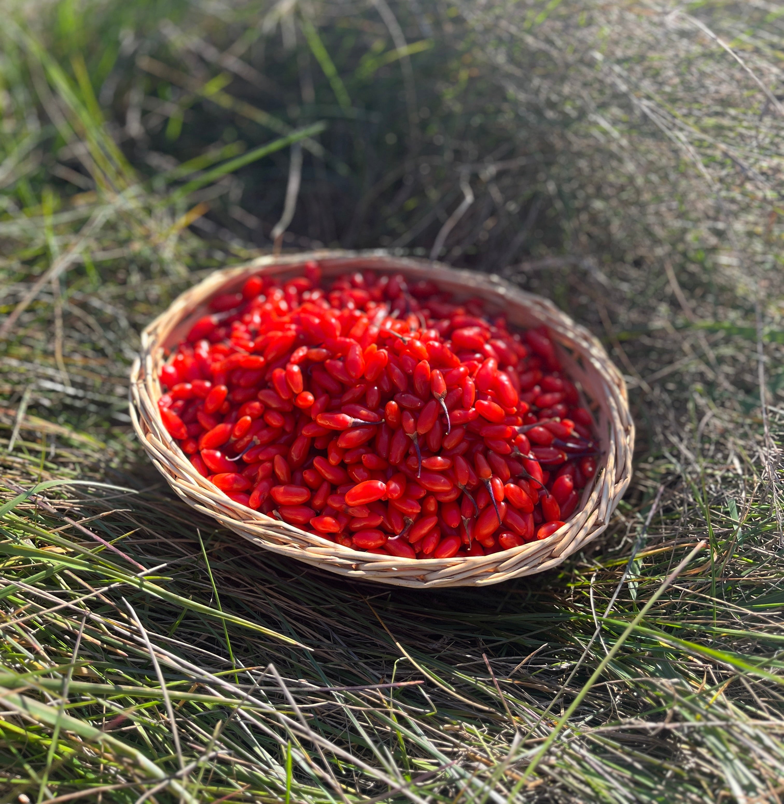 GOJI BERRIES