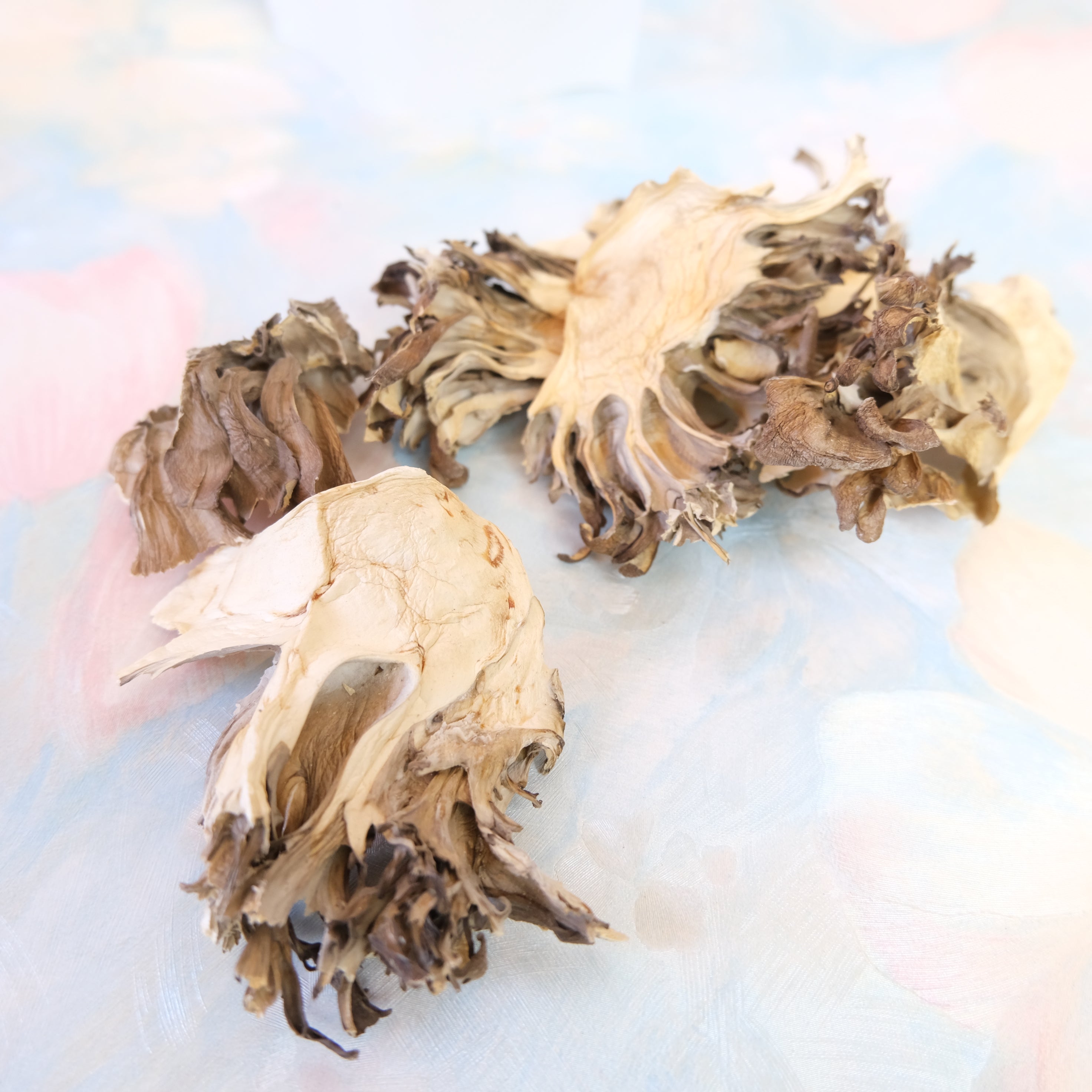 MAITAKE