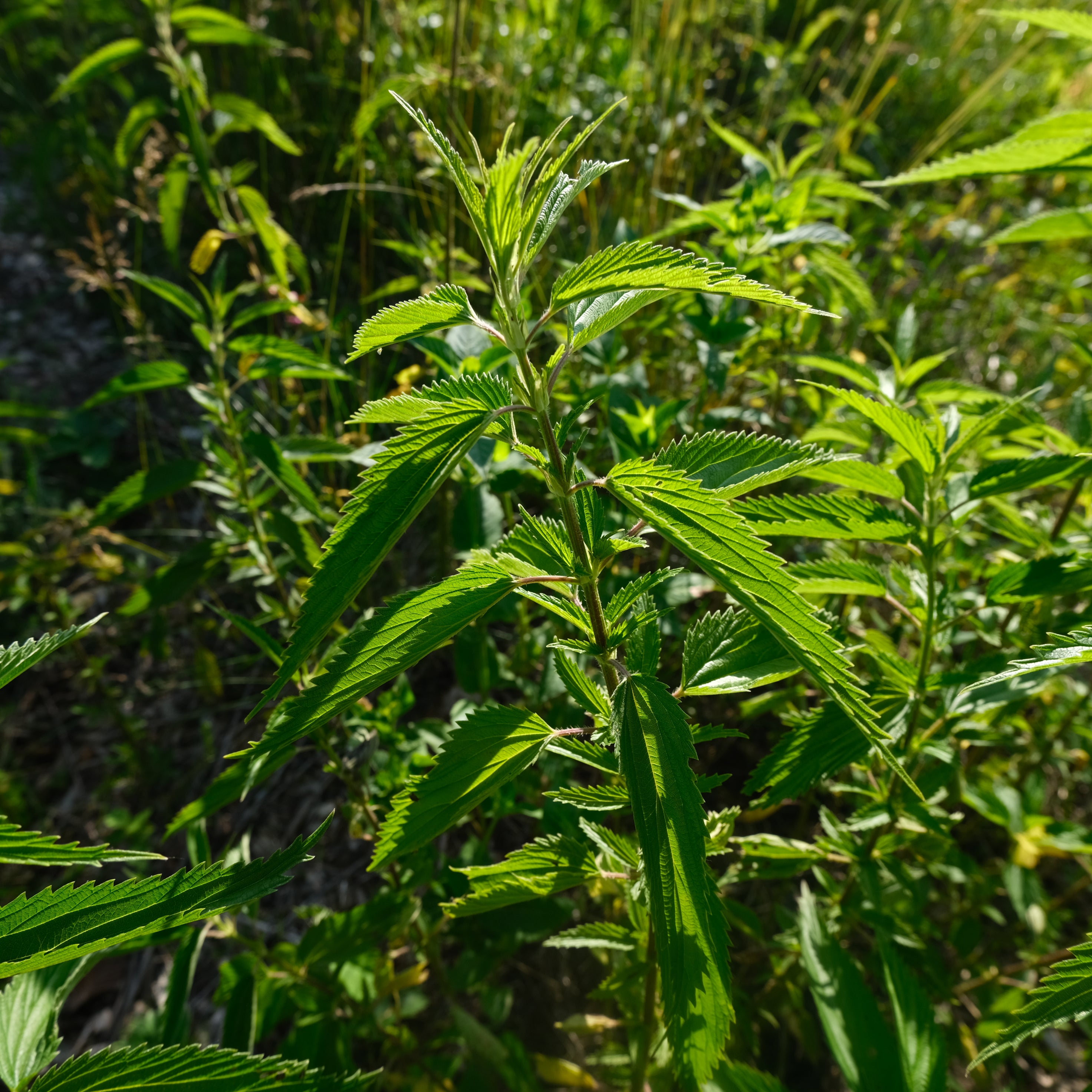 STINGING NETTLE LEAF