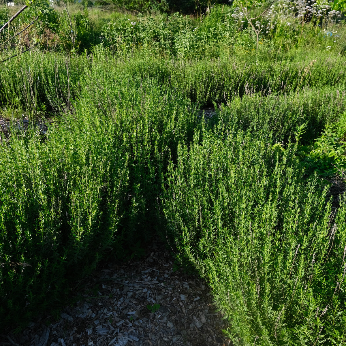 A VOICE IN THE WILDERNESS DAY RETREAT