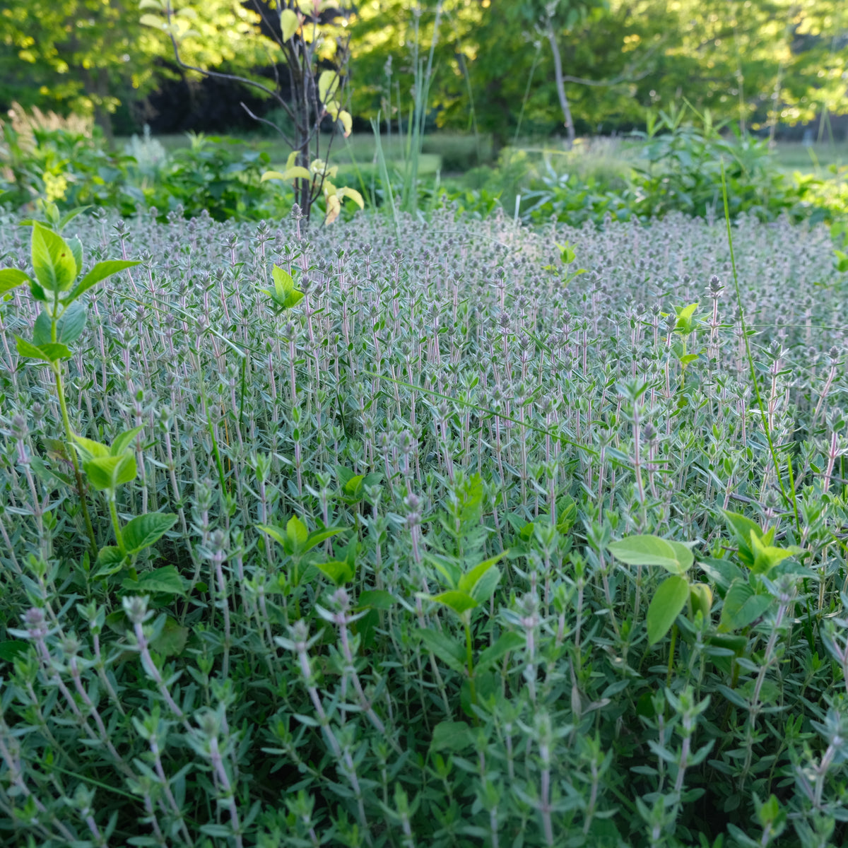 ROSE THYME