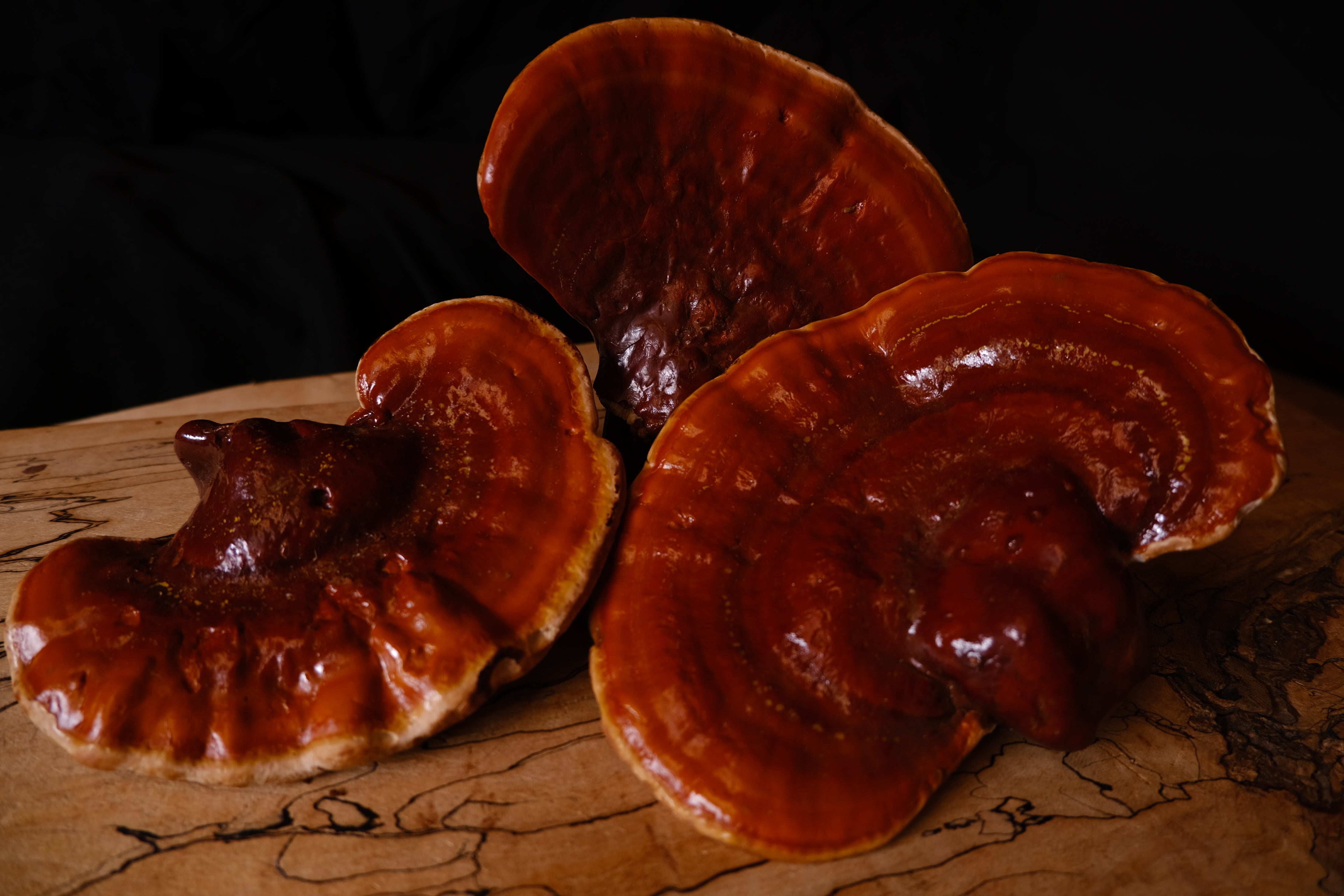 Reishi mushroom at Immaculata Herb Farm