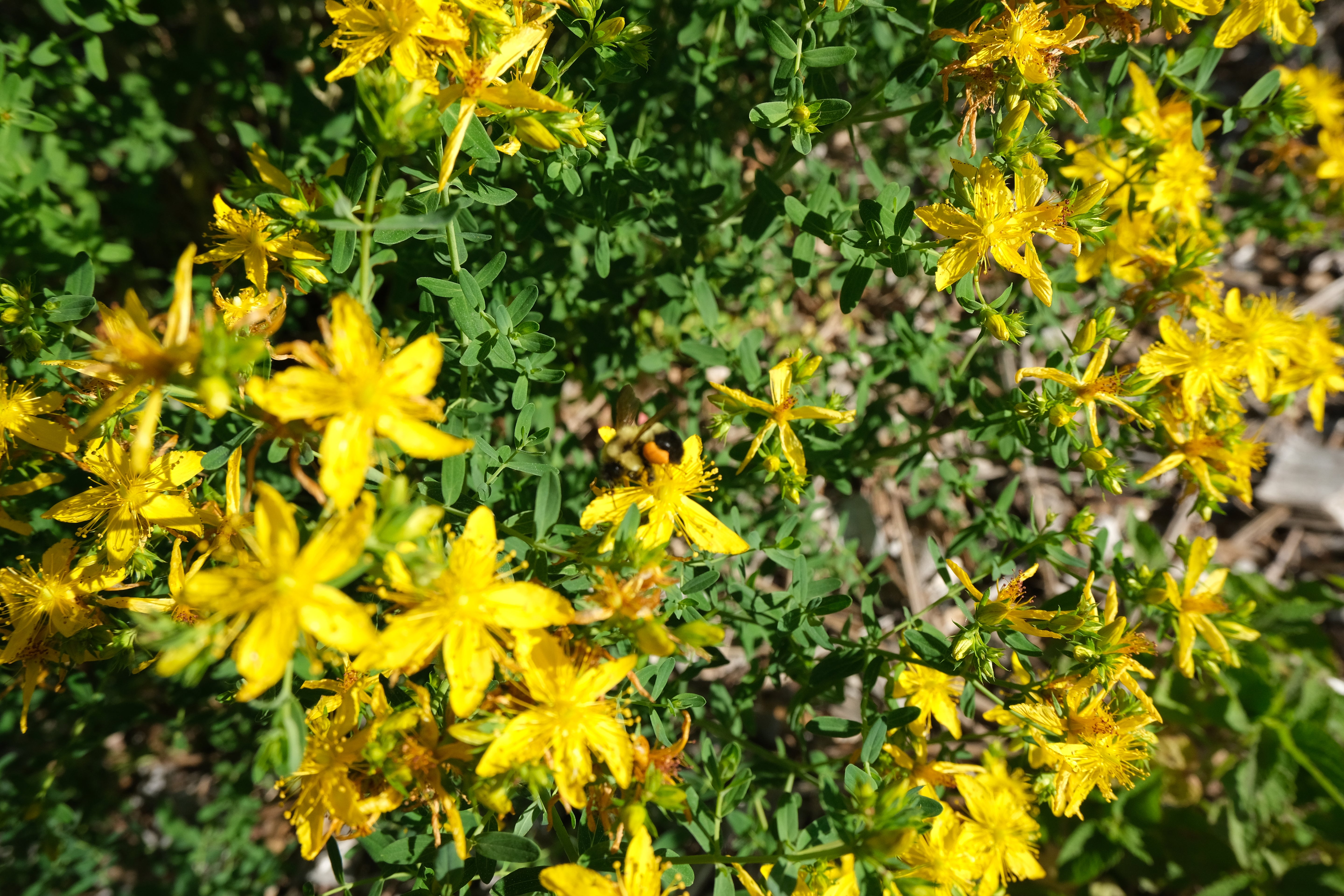 SAINT JOHN'S WORT