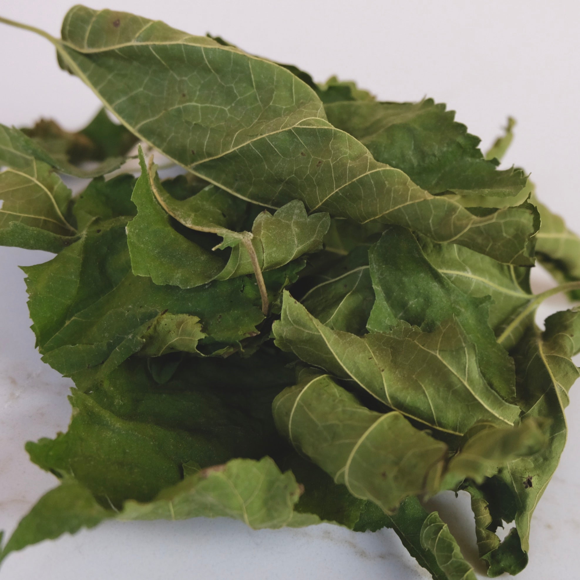 MULBERRY LEAF