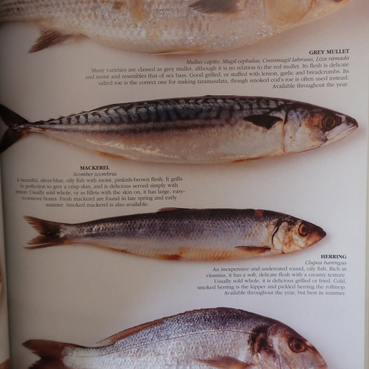 INGREDIENTS by LOUKIE WERLE