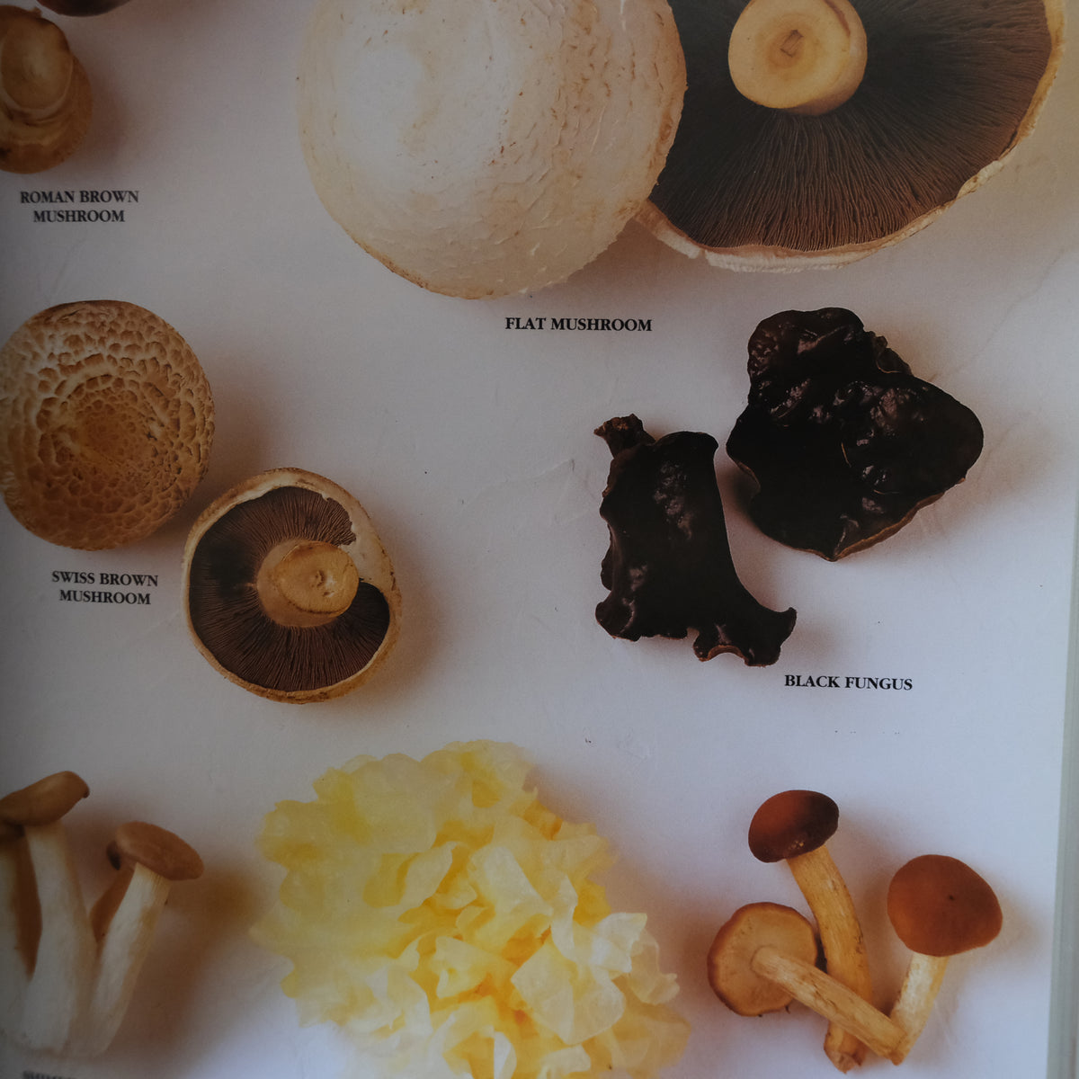 INGREDIENTS by LOUKIE WERLE