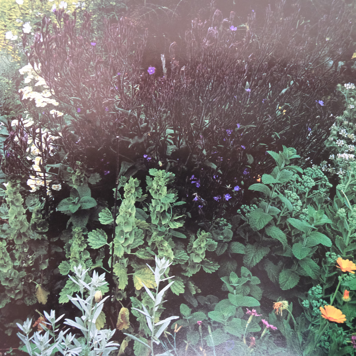 THE ILLUSTRATED BOOK OF HERBS