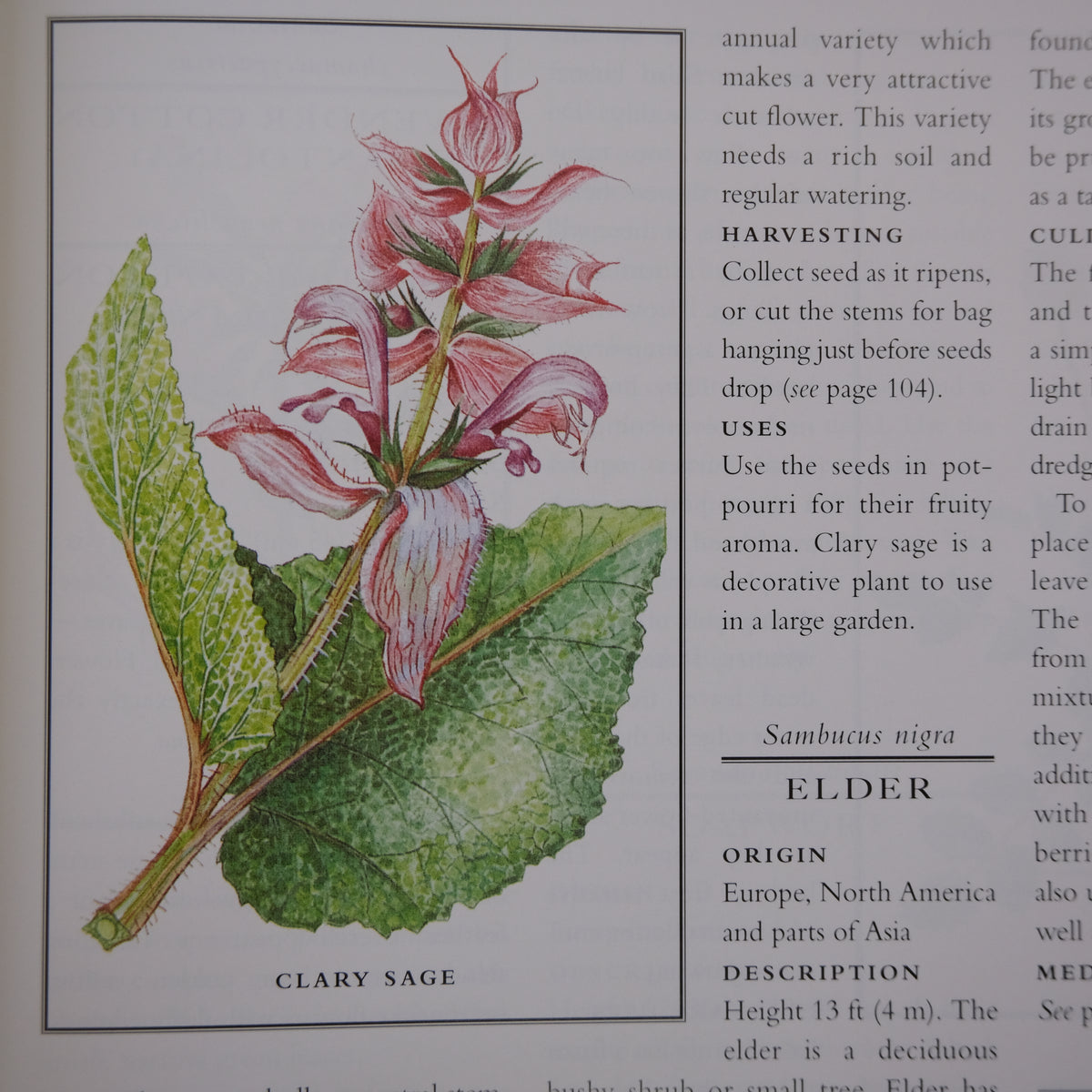 THE ILLUSTRATED BOOK OF HERBS