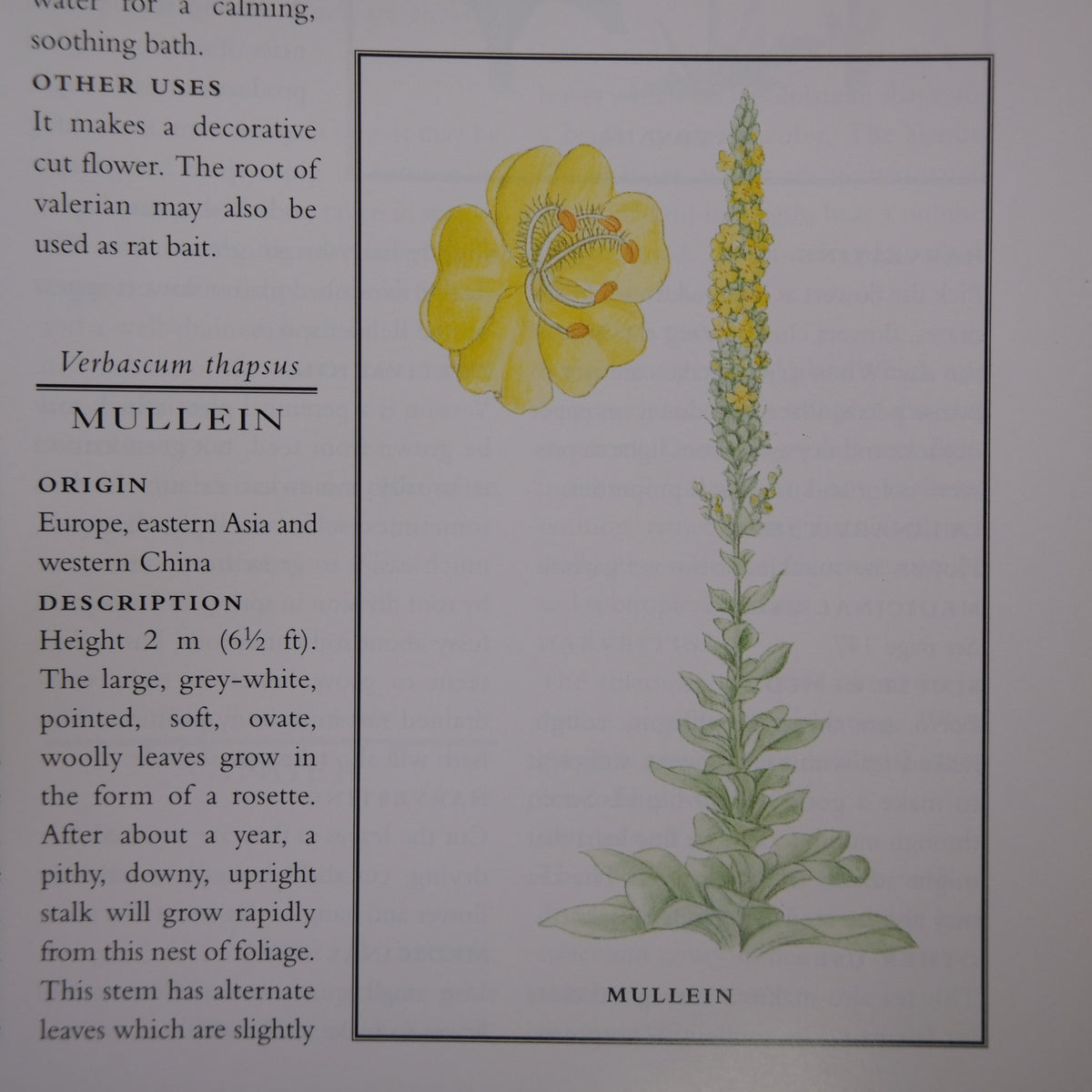 THE ILLUSTRATED BOOK OF HERBS