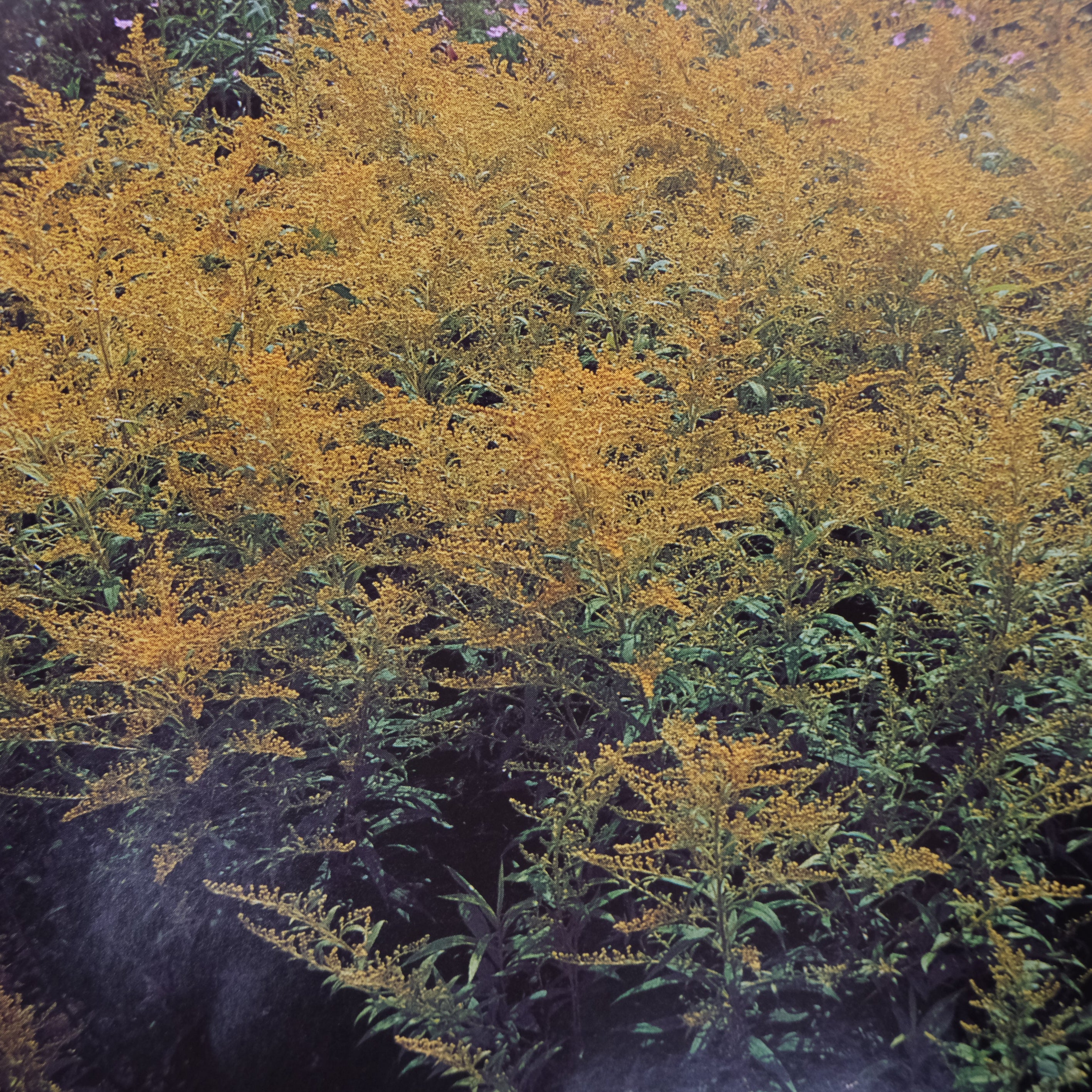 JEKKA'S COMPLETE HERB BOOK