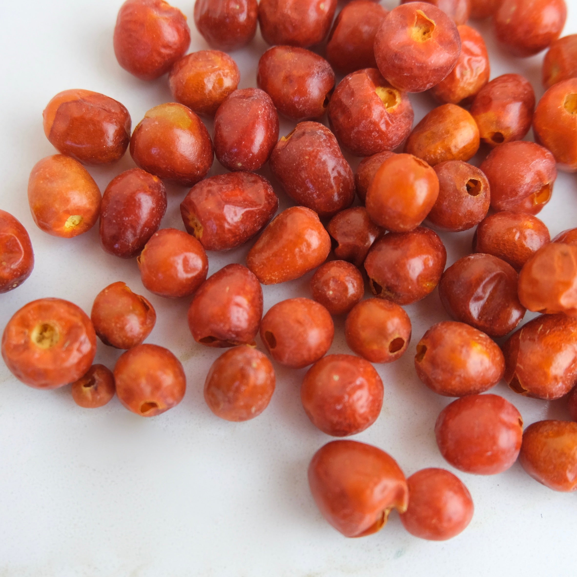 WILD CHILTEPIN - AUTHENTIC WILD BIRD CHILI