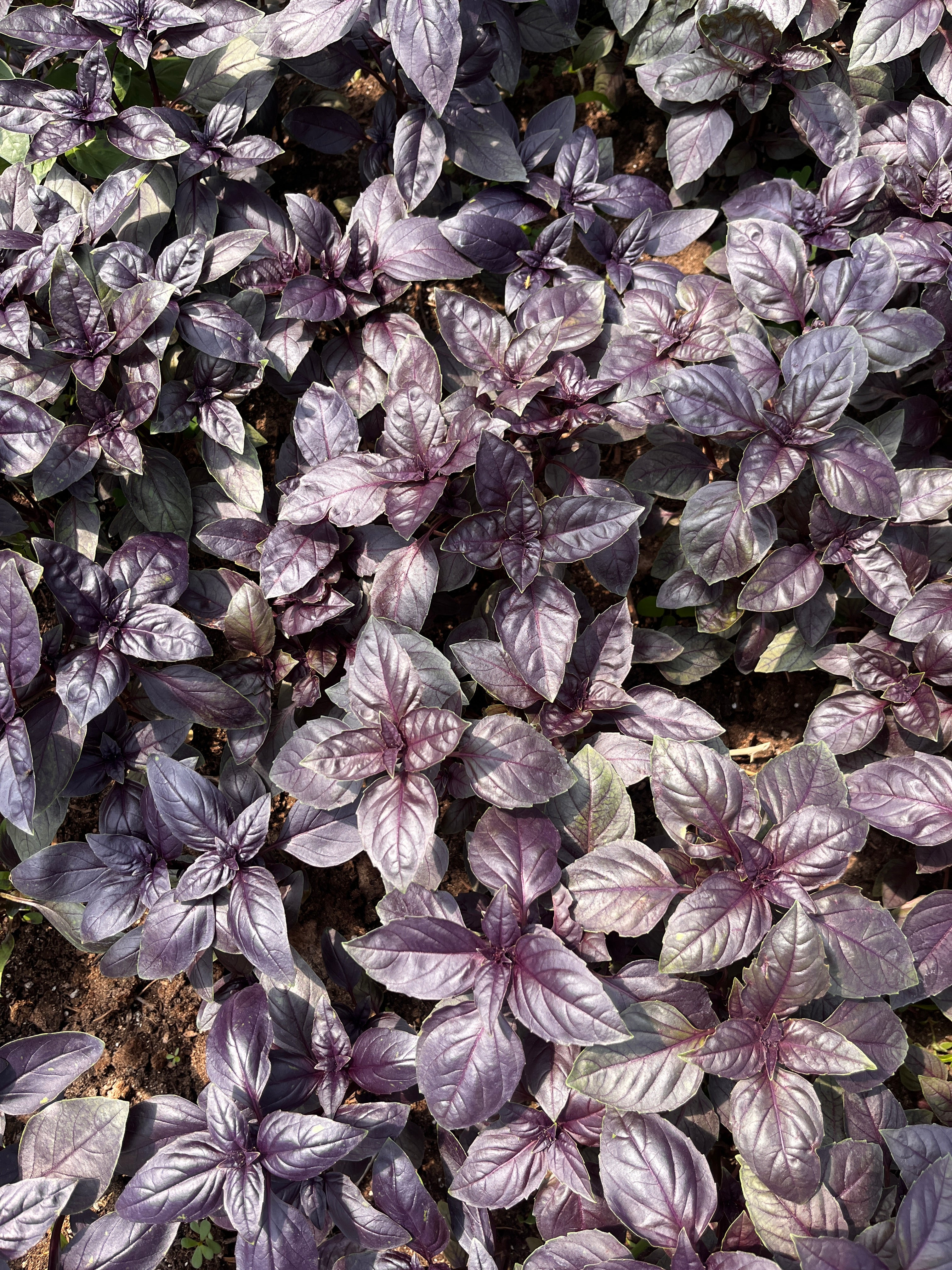 Close-up of purple basil leaves with a blurred background