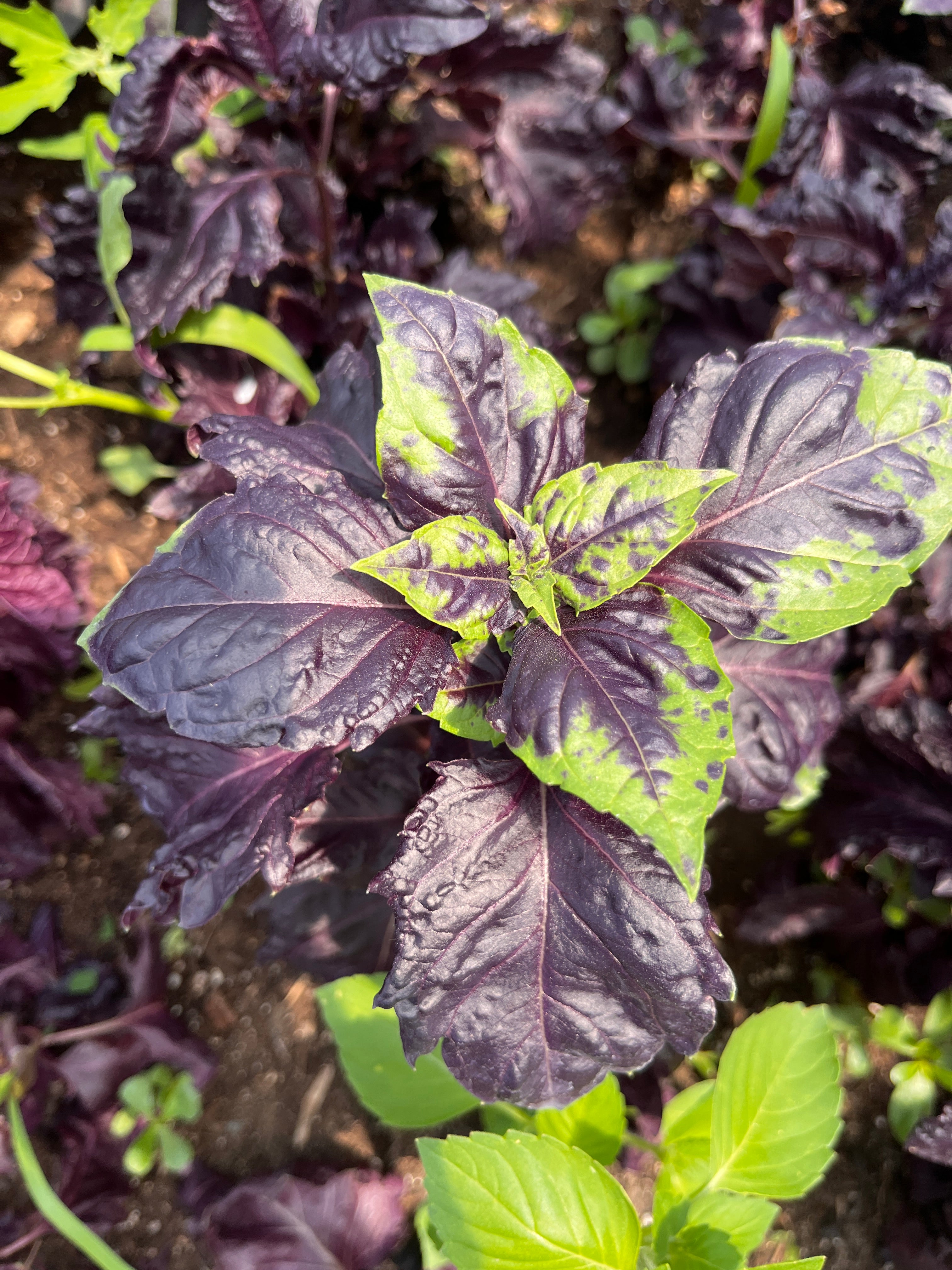 Close-up of purple and green leaves with water droplets on a natural background