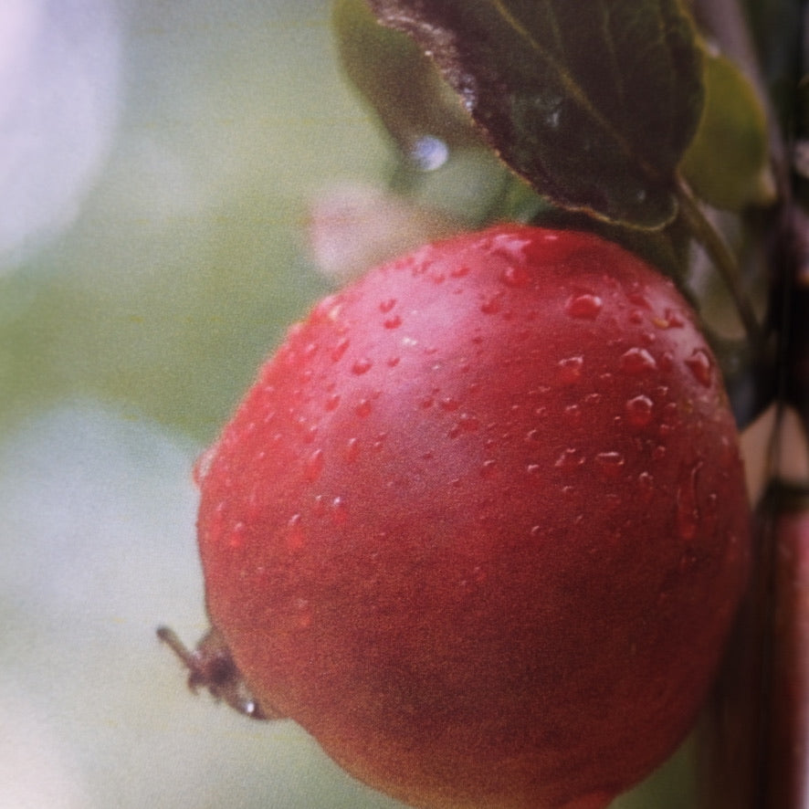 The Complete Gardener by Monty Don