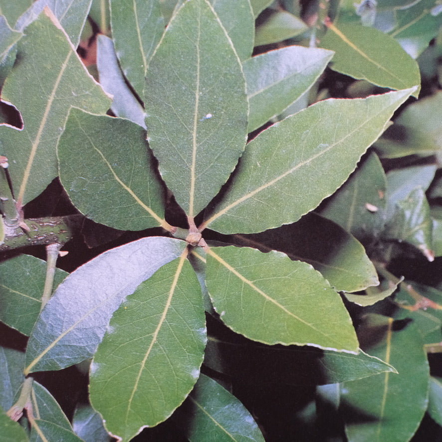 From the Garden to the Table: Growing & Cooking with Herbs