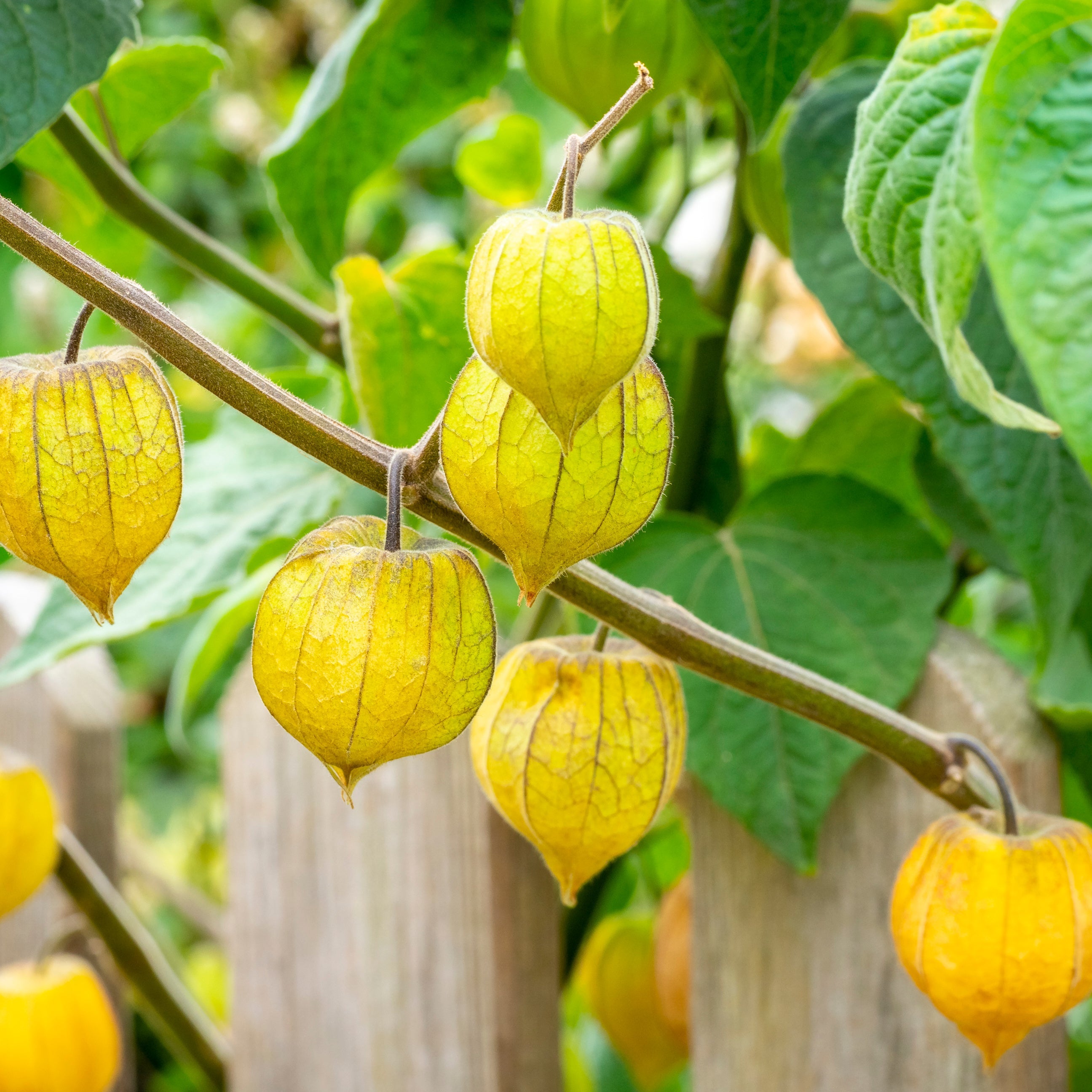 Golden Berries hanging from a tree branch with green leaves.