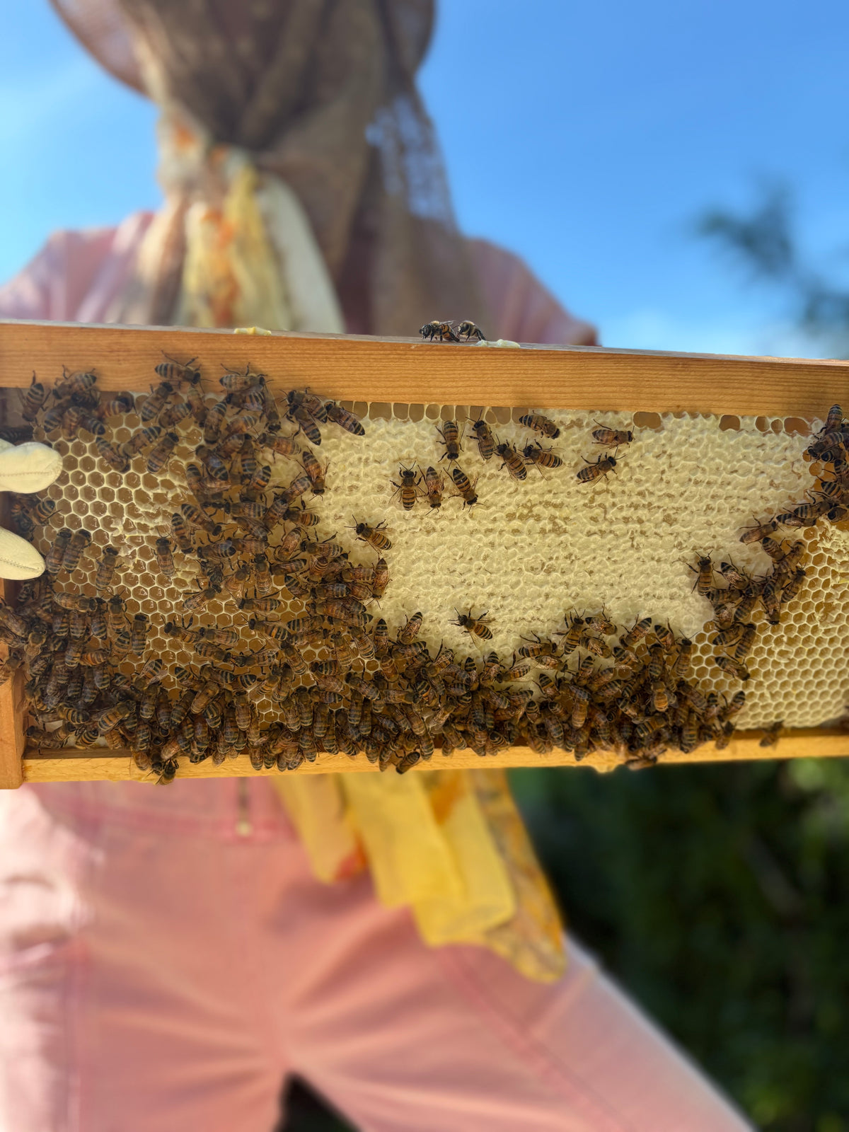 HONEY + COMB // Immaculata Private Reserve