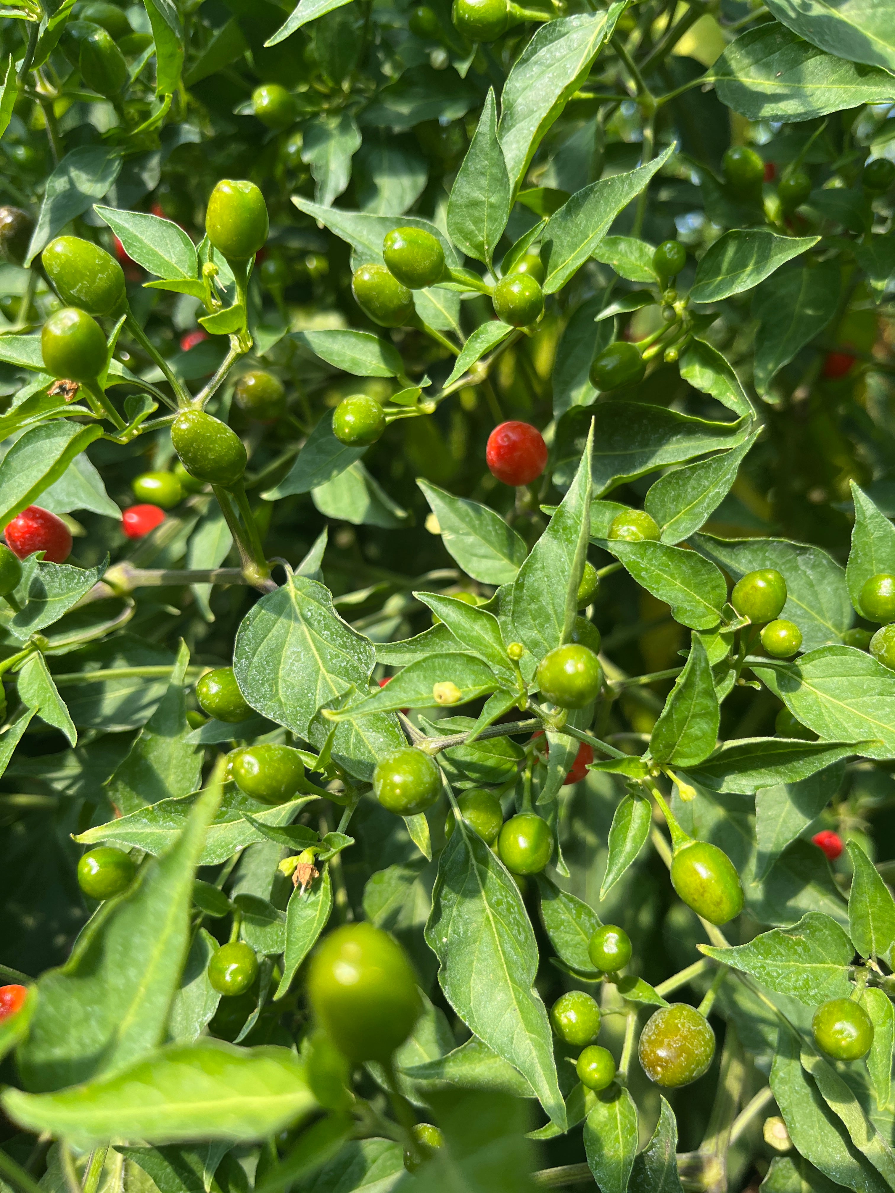WILD CHILTEPIN - AUTHENTIC WILD BIRD CHILI