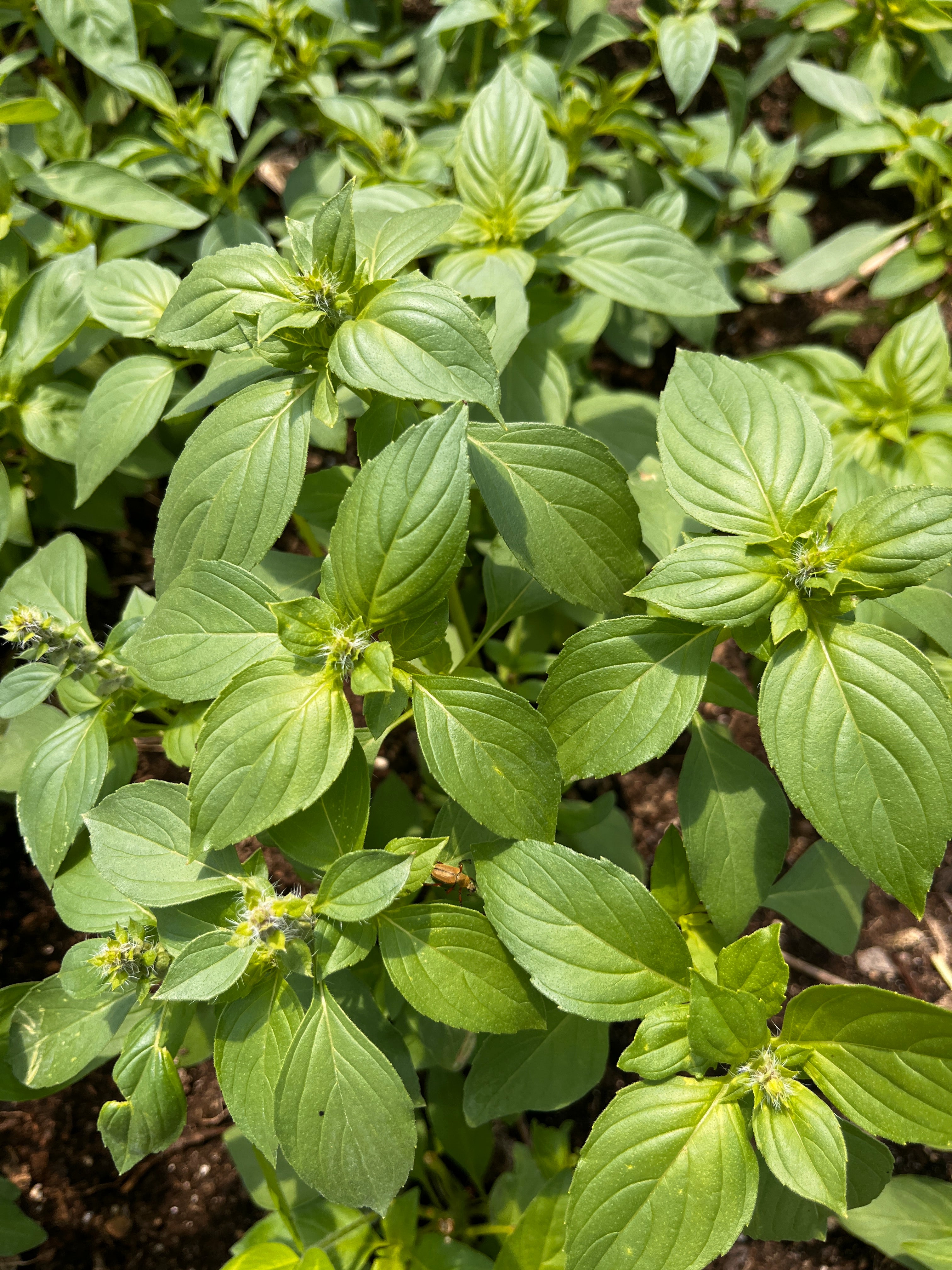Close-up of green basil leaves growing in soil