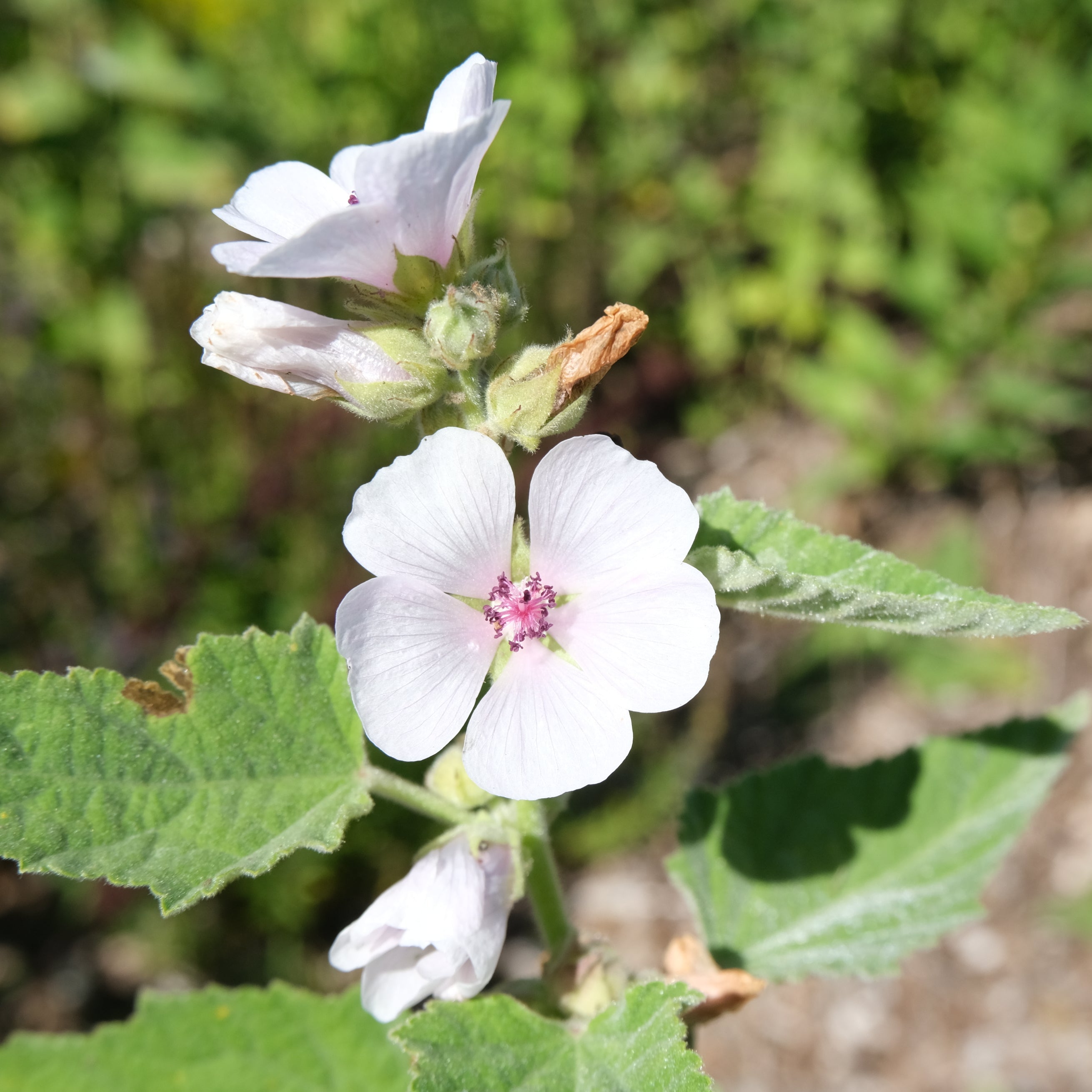 Marshmallow flowers with green leaves on a natural background