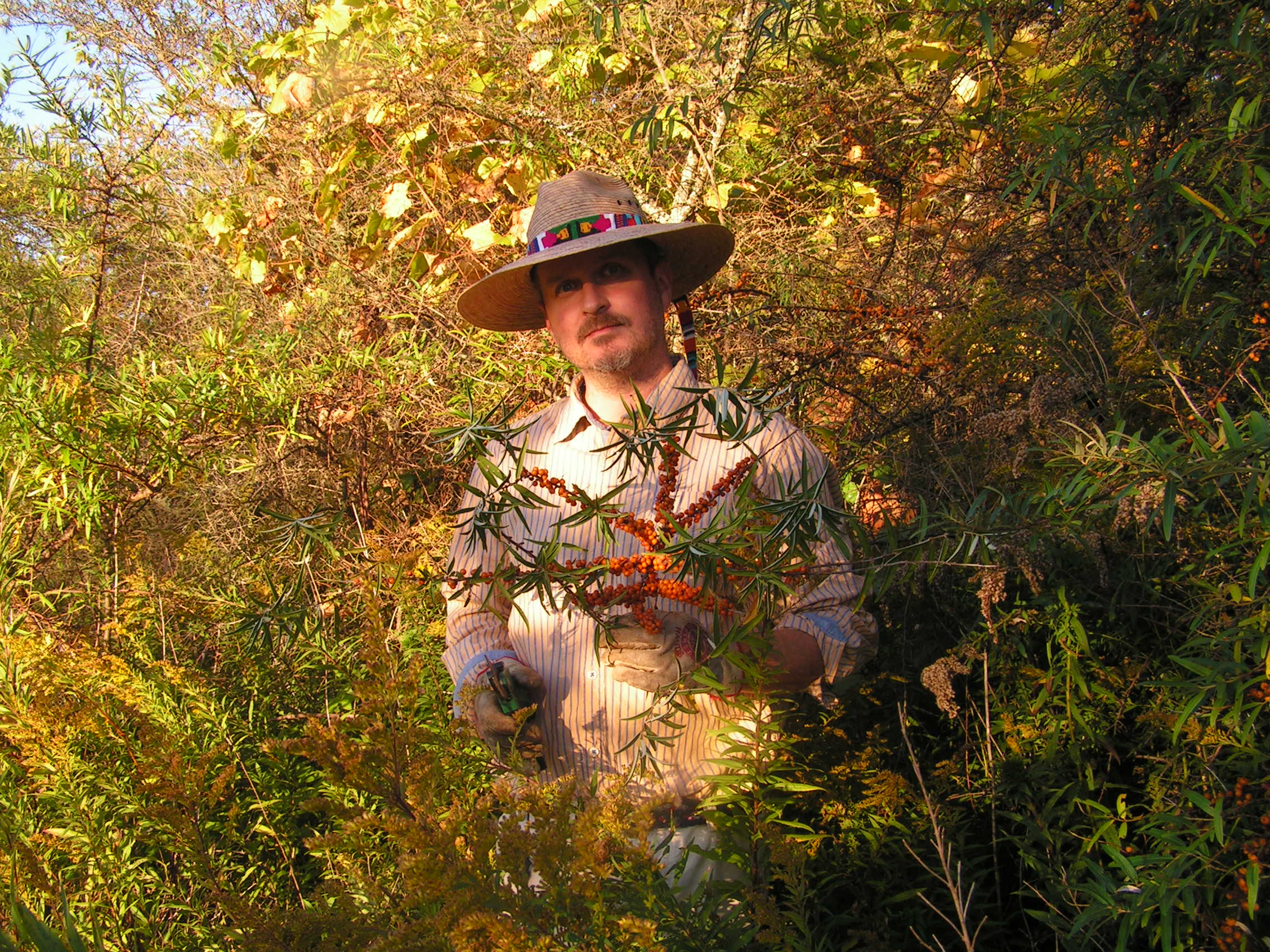 SEA BUCKTHORN LEAF + BERRY