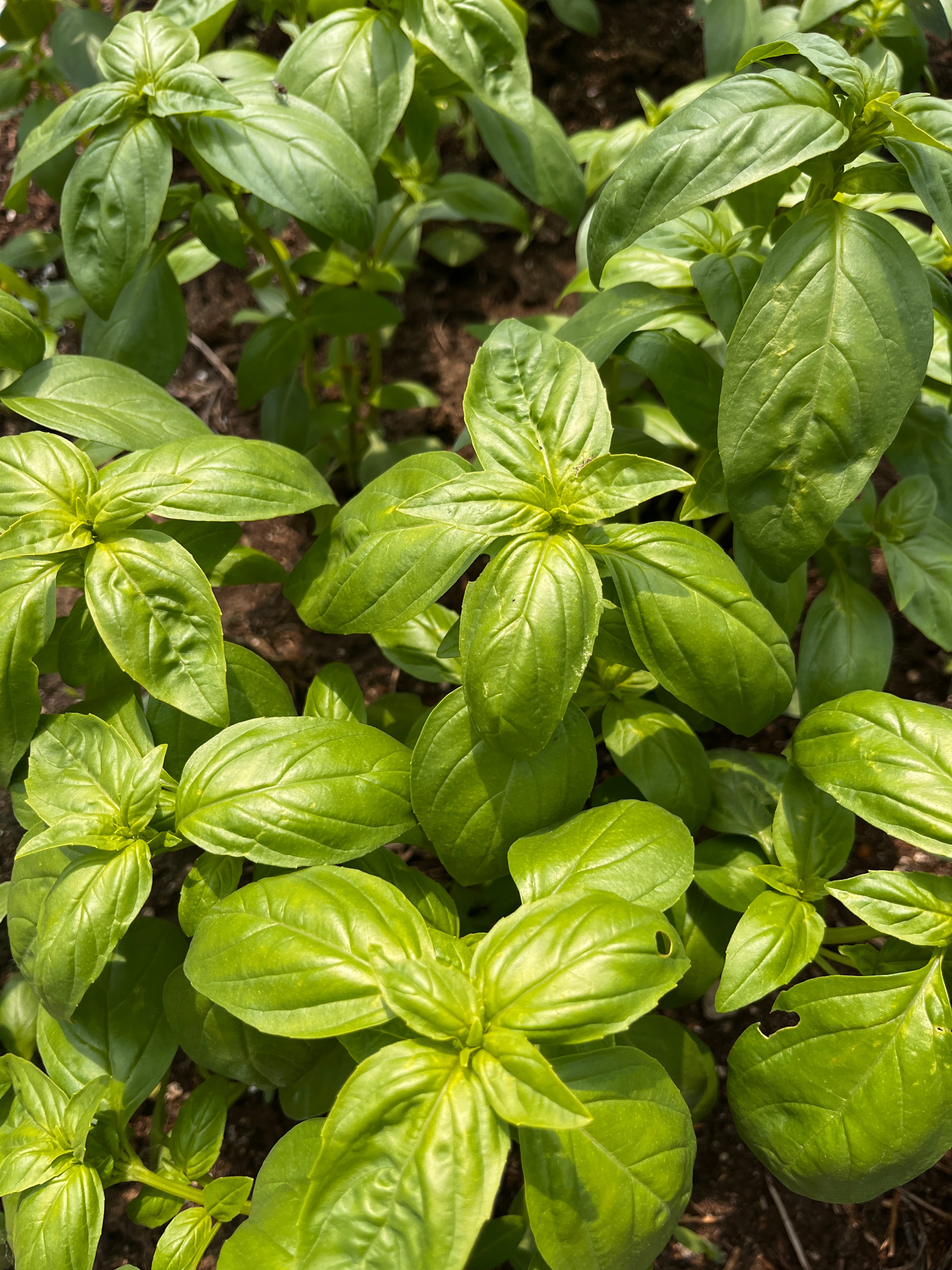 Close-up of a basil plant with green leaves