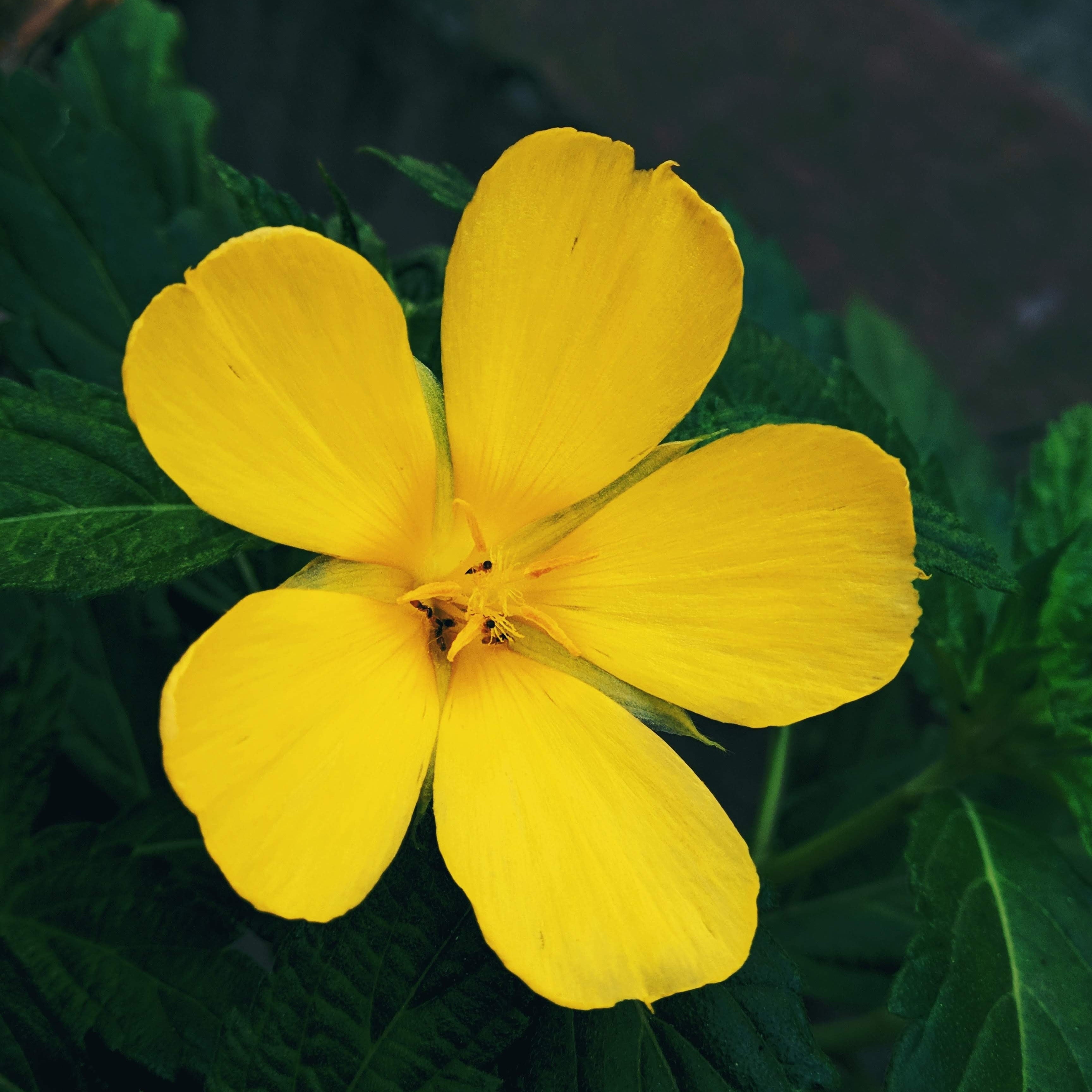 Yellow flower with green leaves on a dark background