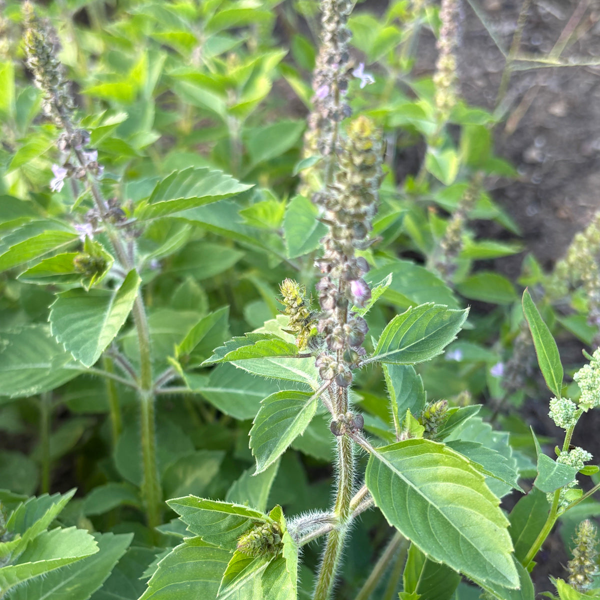 Close-up of green holy basil leaves and plant stems with a blurred background